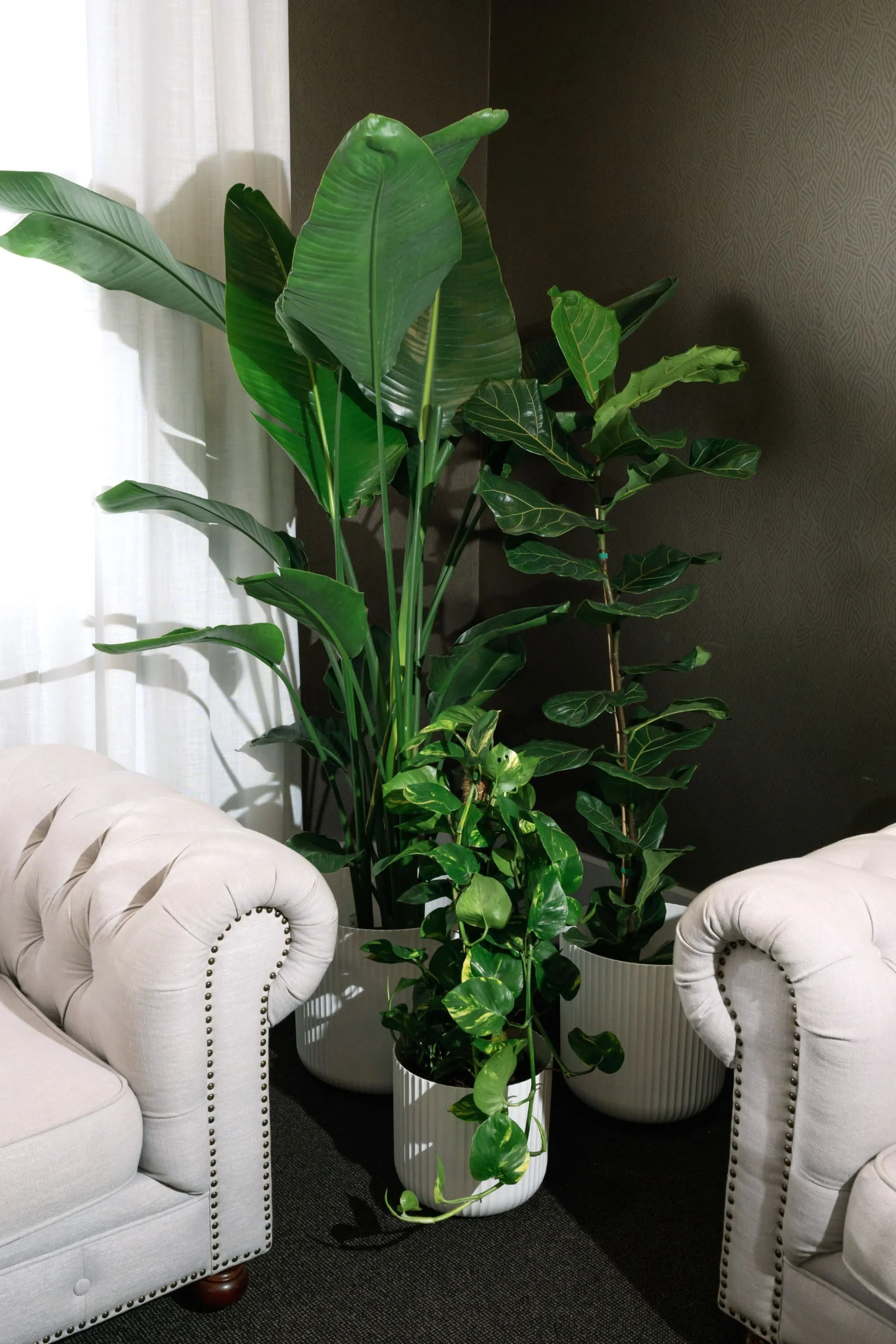 Indoor space with large potted green plants, white tufted armchairs, and a dark background wall.
