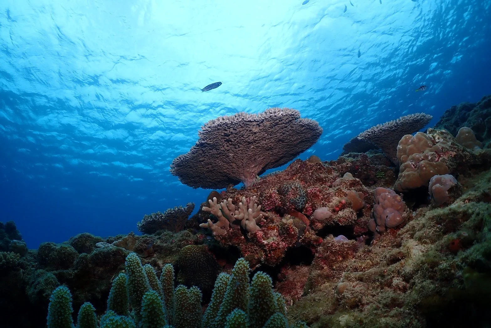 Underwater coral reef scene with various colorful corals and fish, with blue water and light filtering from above.