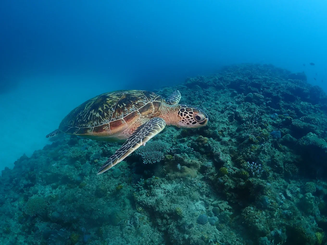 A sea turtle swimming above coral reef underwater.