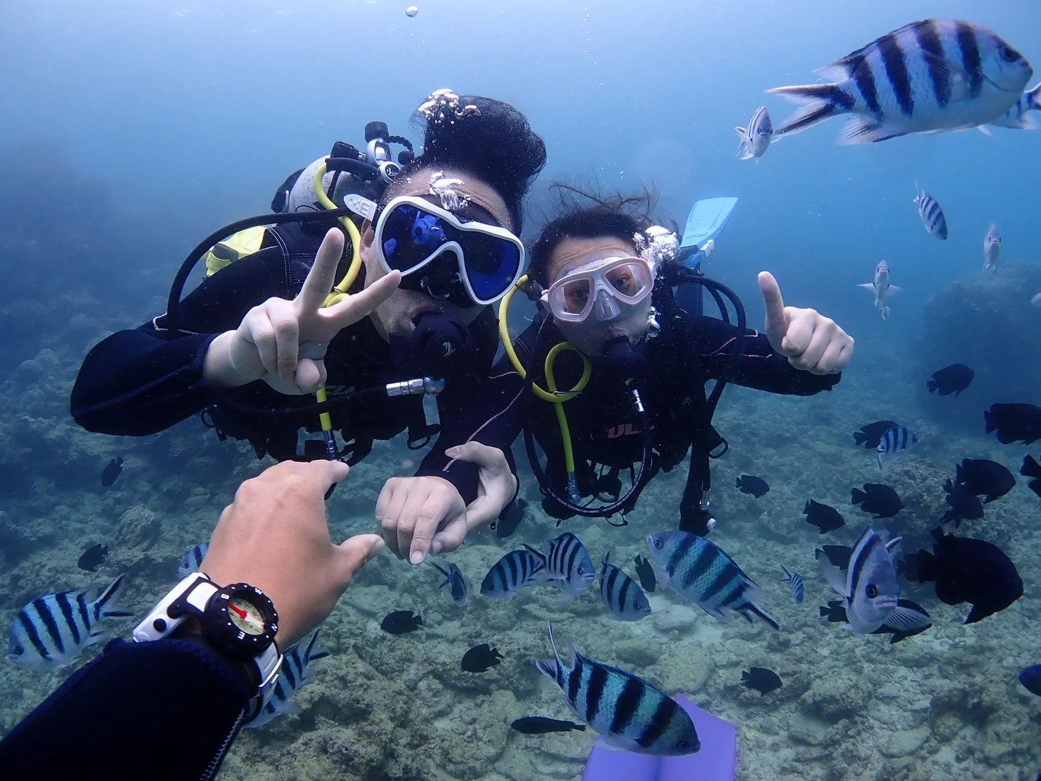 Two scuba divers underwater surrounded by striped fish, holding hands, and making peace and thumbs-up gestures.