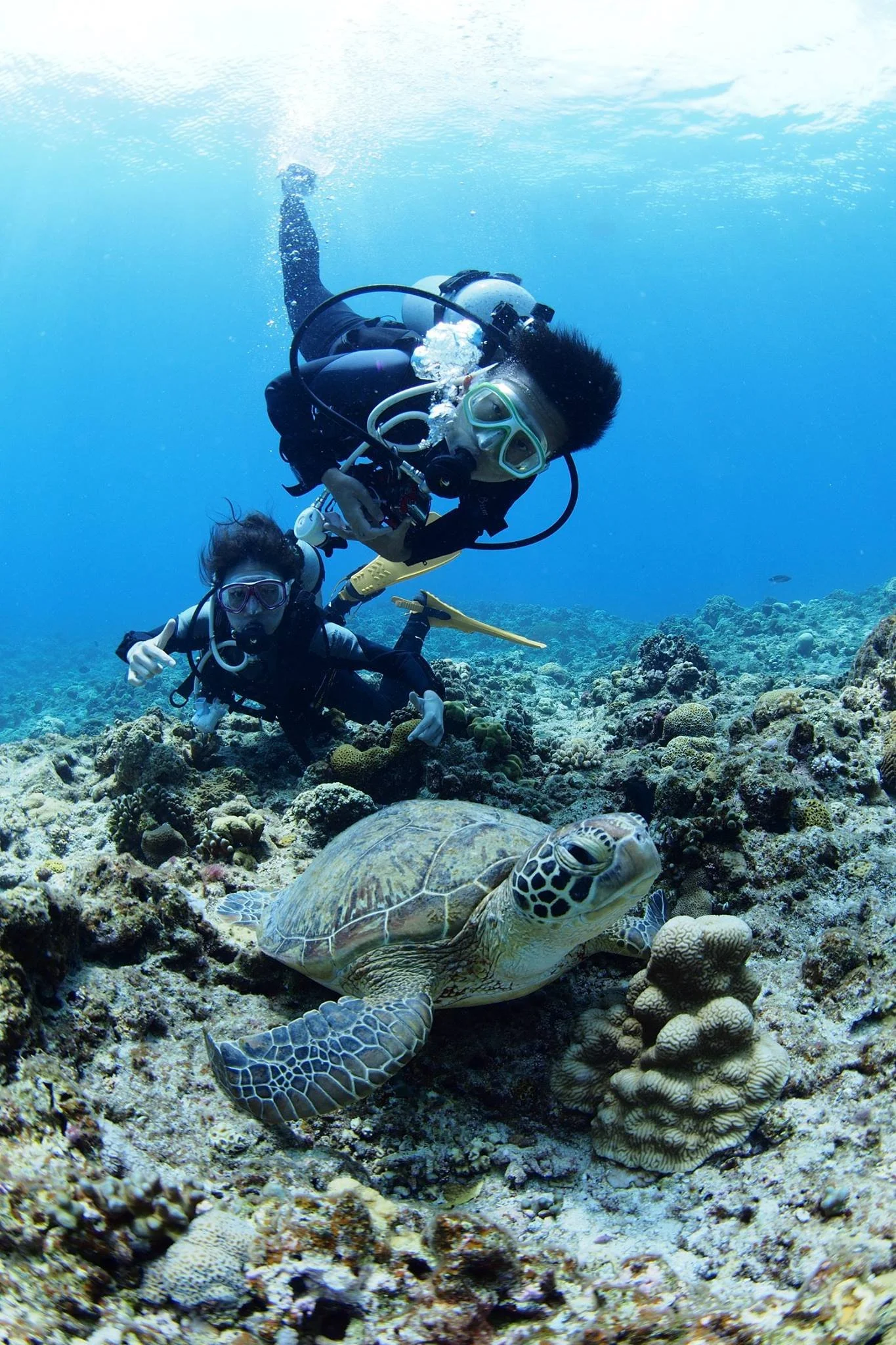 Two scuba divers exploring a coral reef with a sea turtle in the foreground.