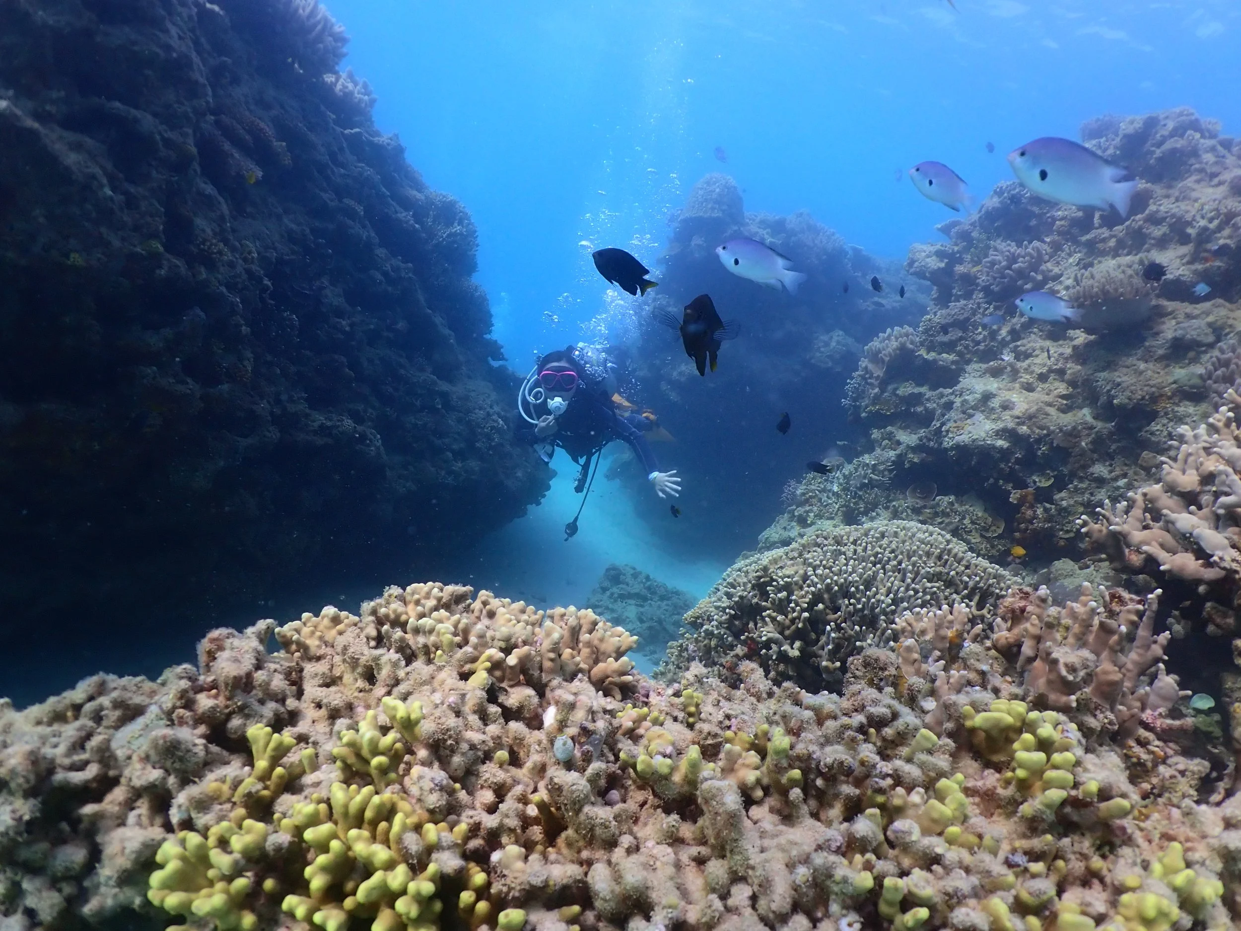 A scuba diver swimming among colorful coral reefs and tropical fish underwater.