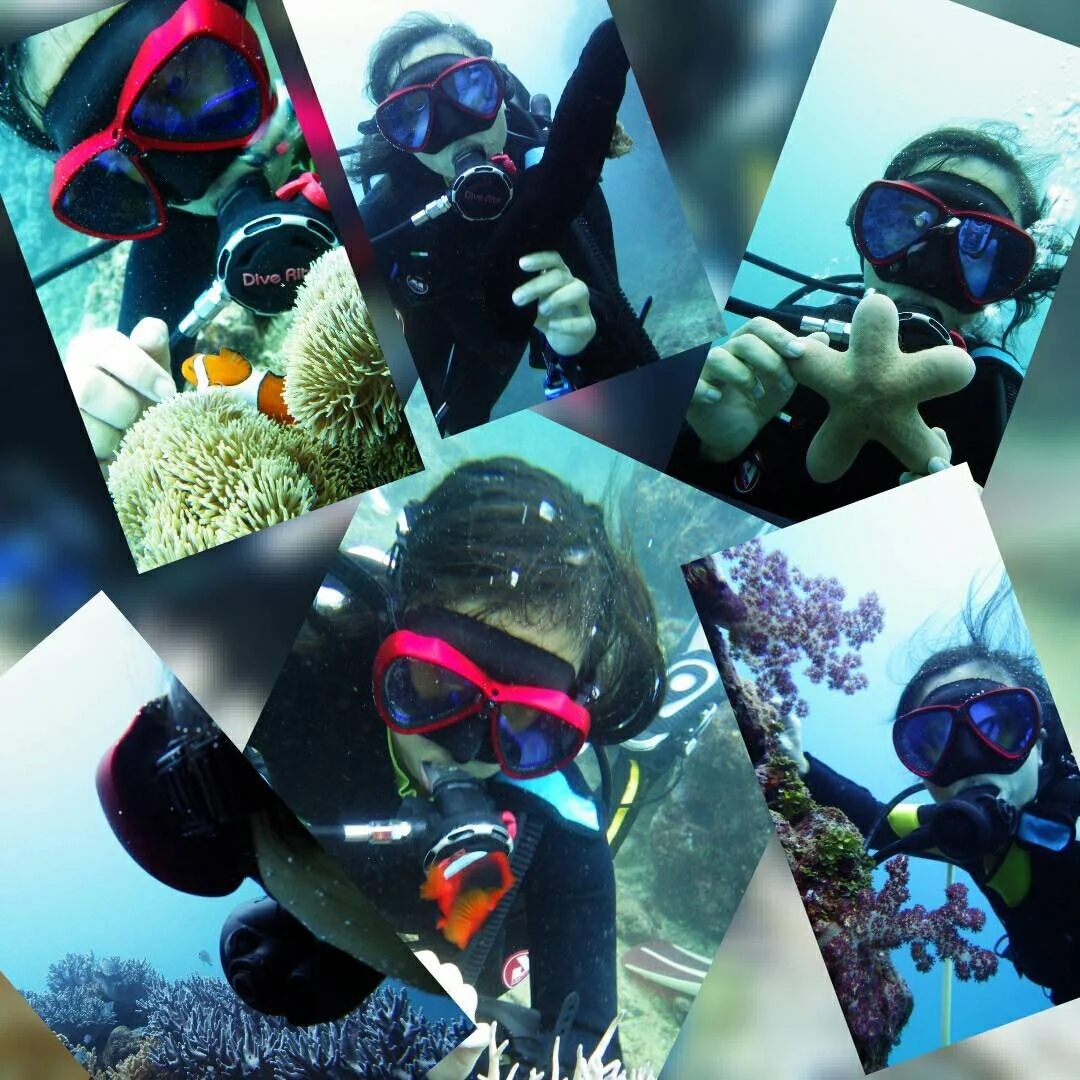 Multiple scuba divers underwater exploring coral reefs and marine life, some holding starfish and marine animals, with colorful coral and fish in the background.