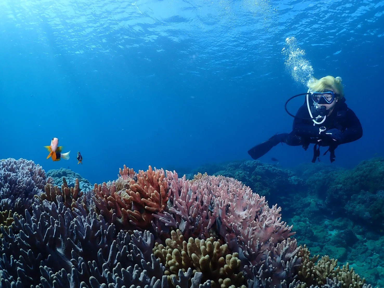 A person with goggles and a wetsuit scuba diving near a colorful coral reef with fish swimming around.