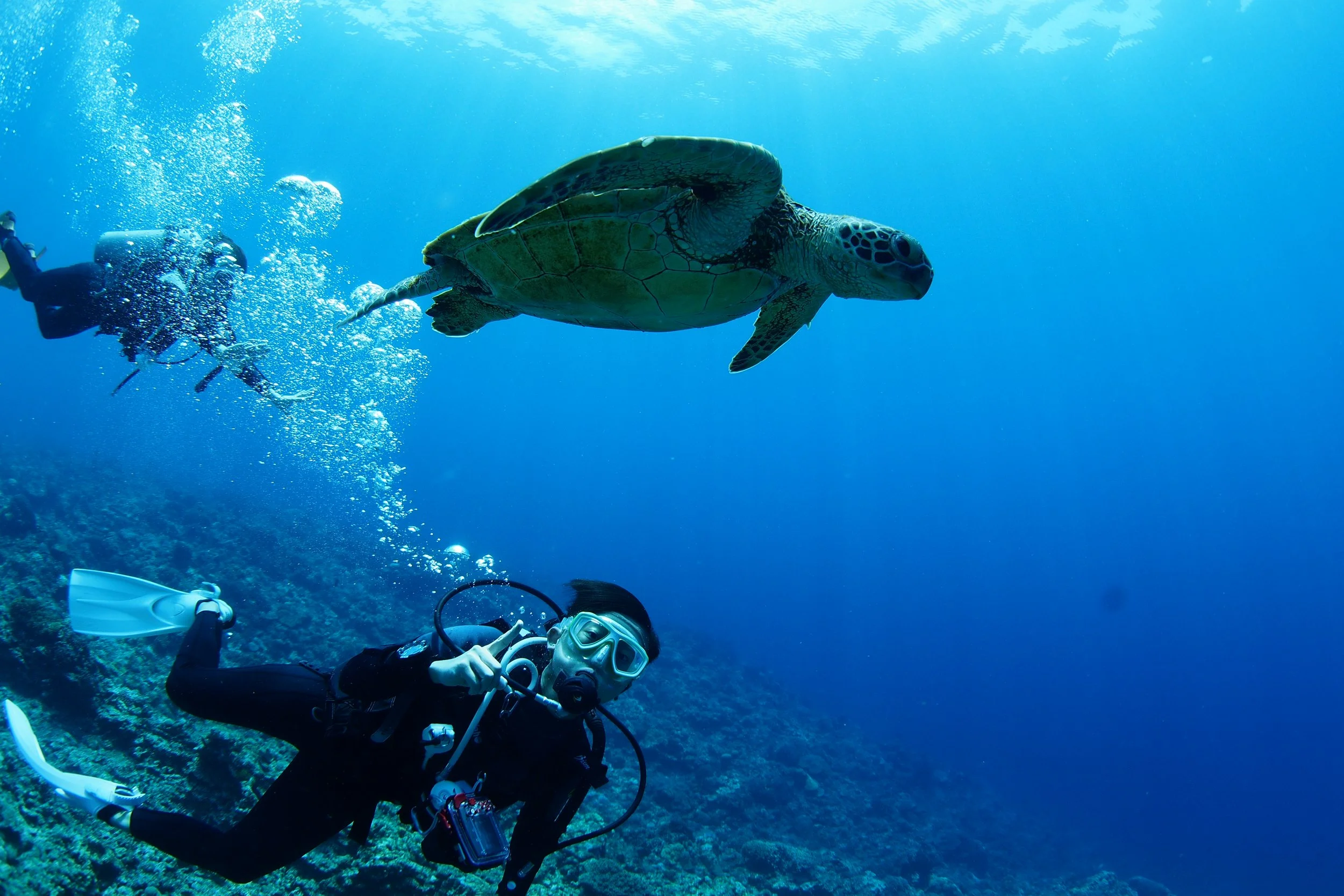 A person scuba diving underwater near a large sea turtle.