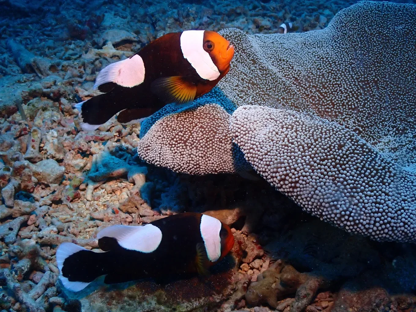 Two clownfish swimming near a large sea anemone underwater.