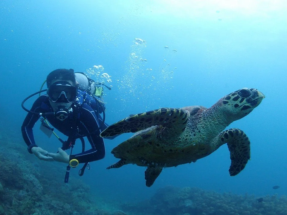 A scuba diver underwater near a sea turtle.