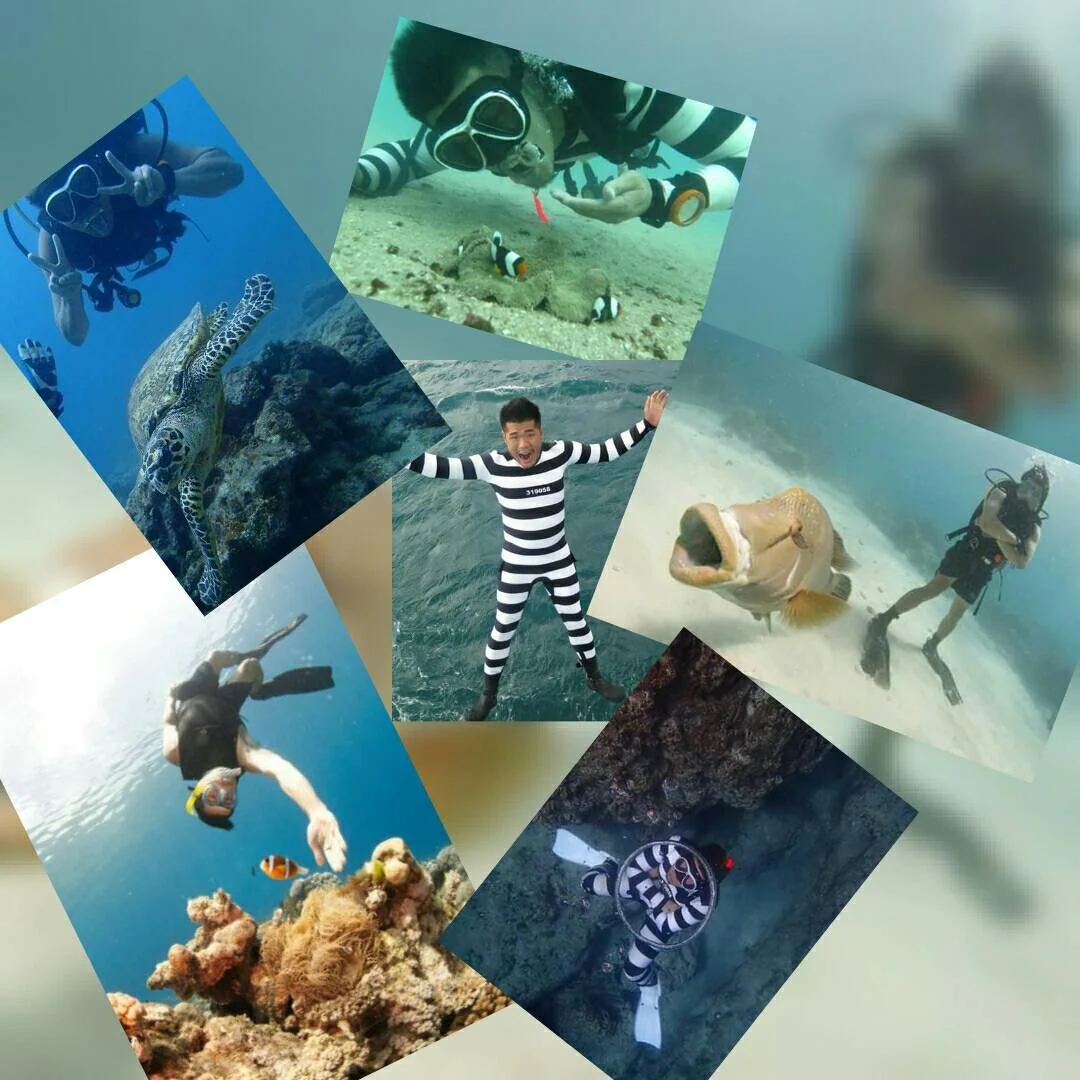 Collage of people snorkeling and diving underwater, observing marine life such as a turtle, clownfish, and large fish, with a person in a black-and-white striped wetsuit.