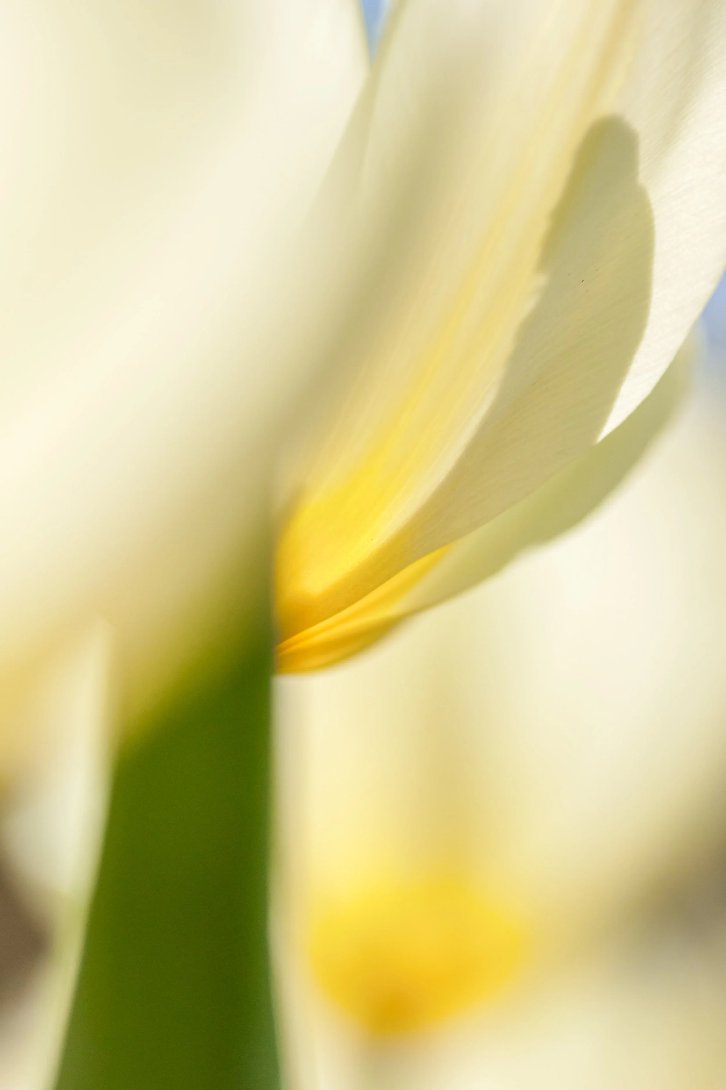 Close-up of a pale yellow flower petal with a green stem visible at the bottom.