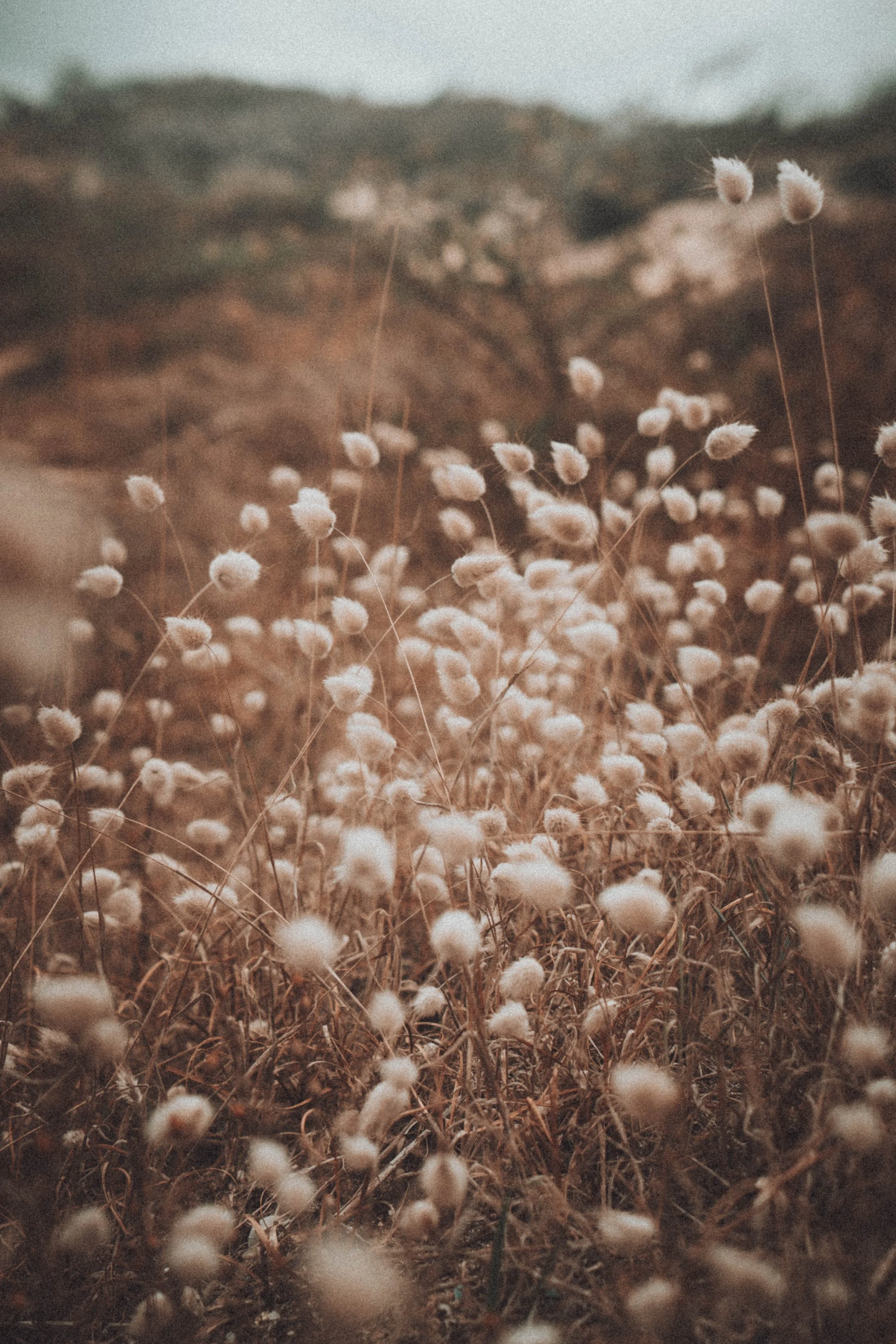 Field of dried, fluffy plants, possibly wildflowers or seed heads, with a blurred background of distant hills or mountains under a cloudy sky.