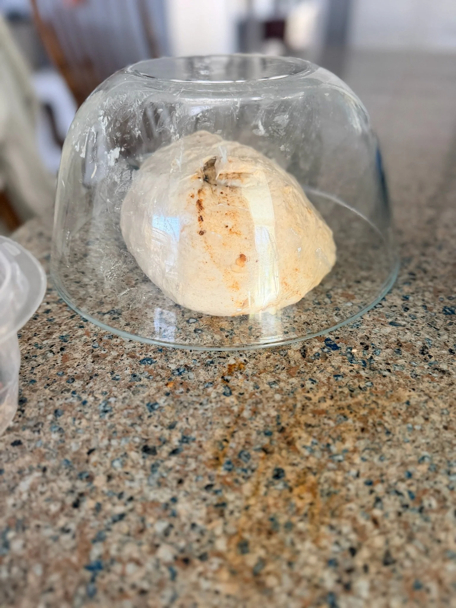 A piece of bread covered with mold inside a clear glass bowl on a speckled granite countertop.