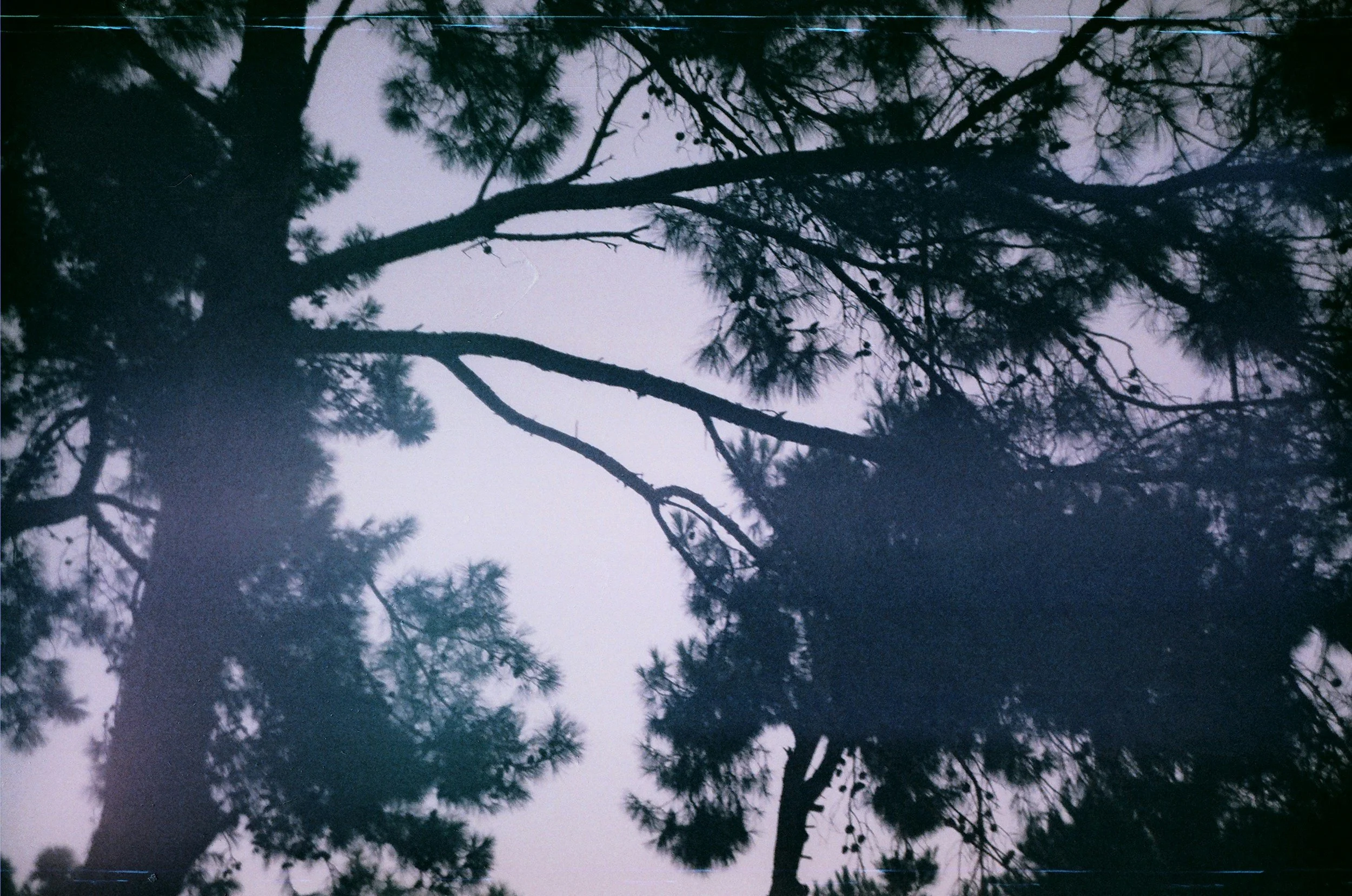 Silhouetted trees against a dim, overcast sky during dusk or dawn.