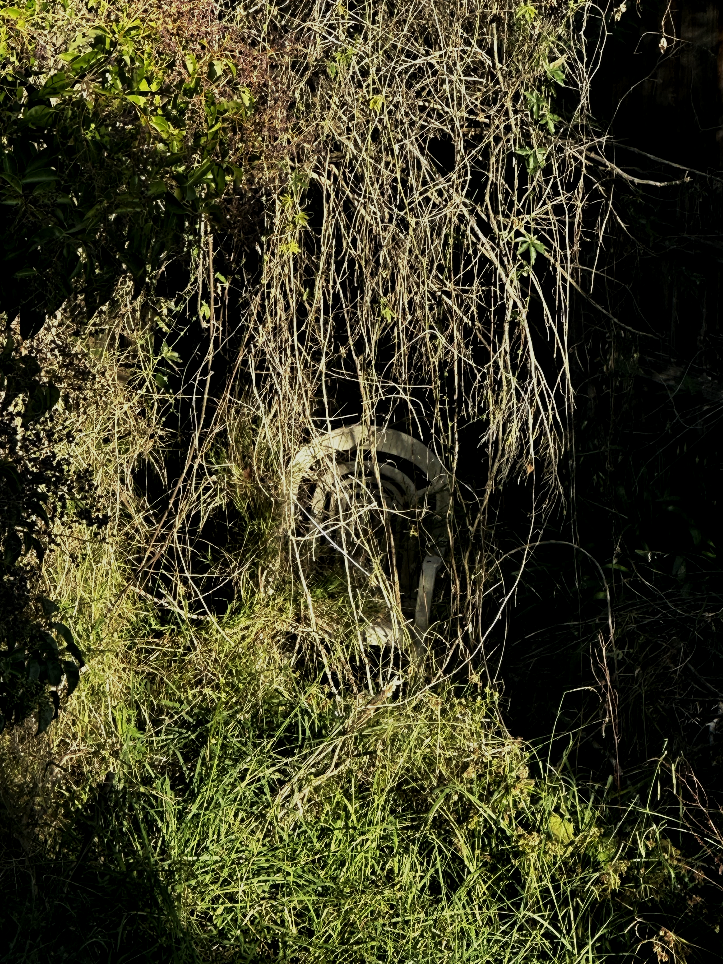 IMG_0735.png