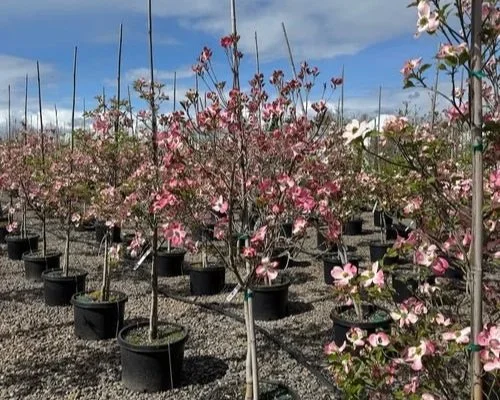 Loen Nursery