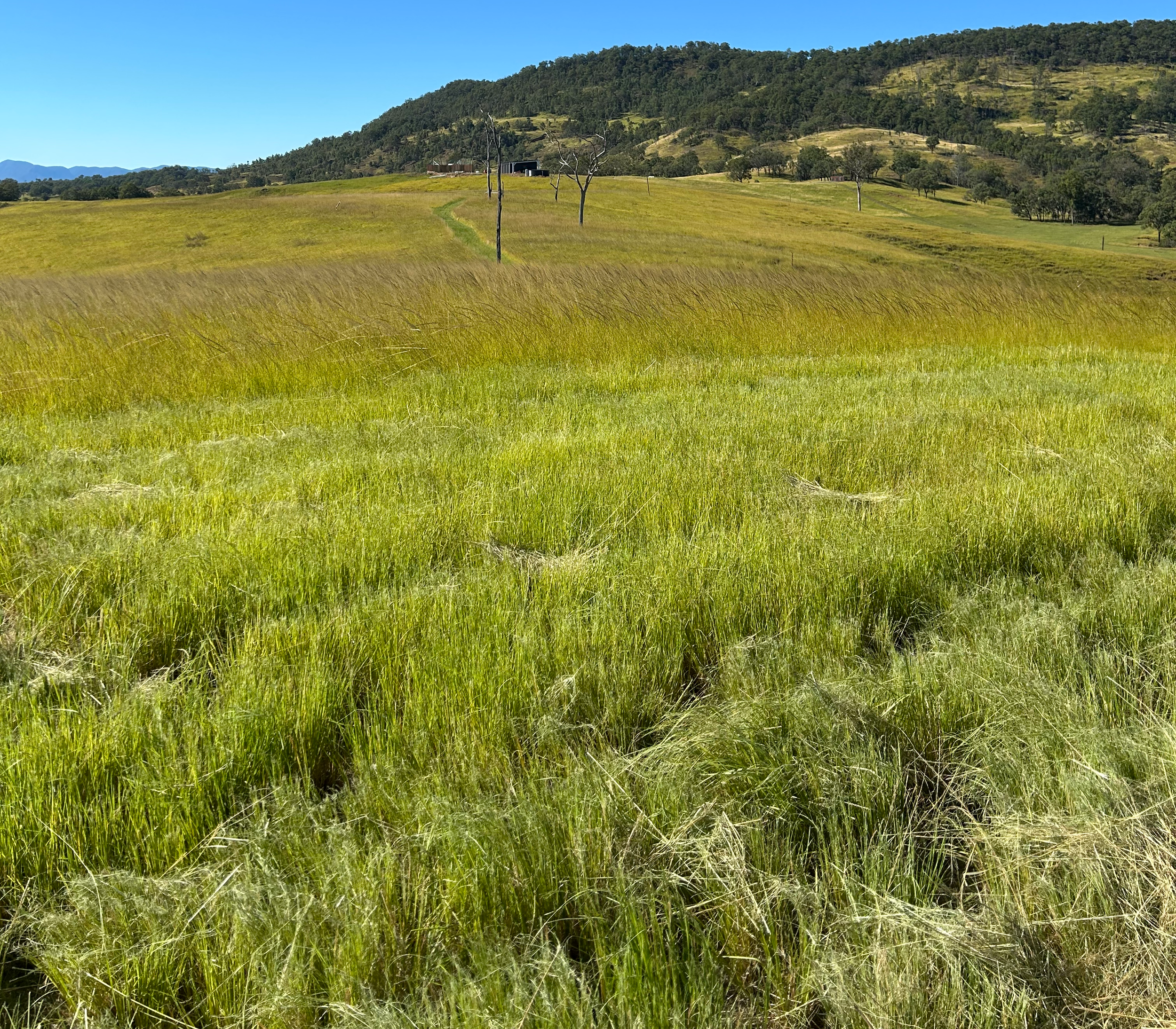 green farmland, blue sky, fertile land, mountains in distance, spring gully farm, certified organic farm.