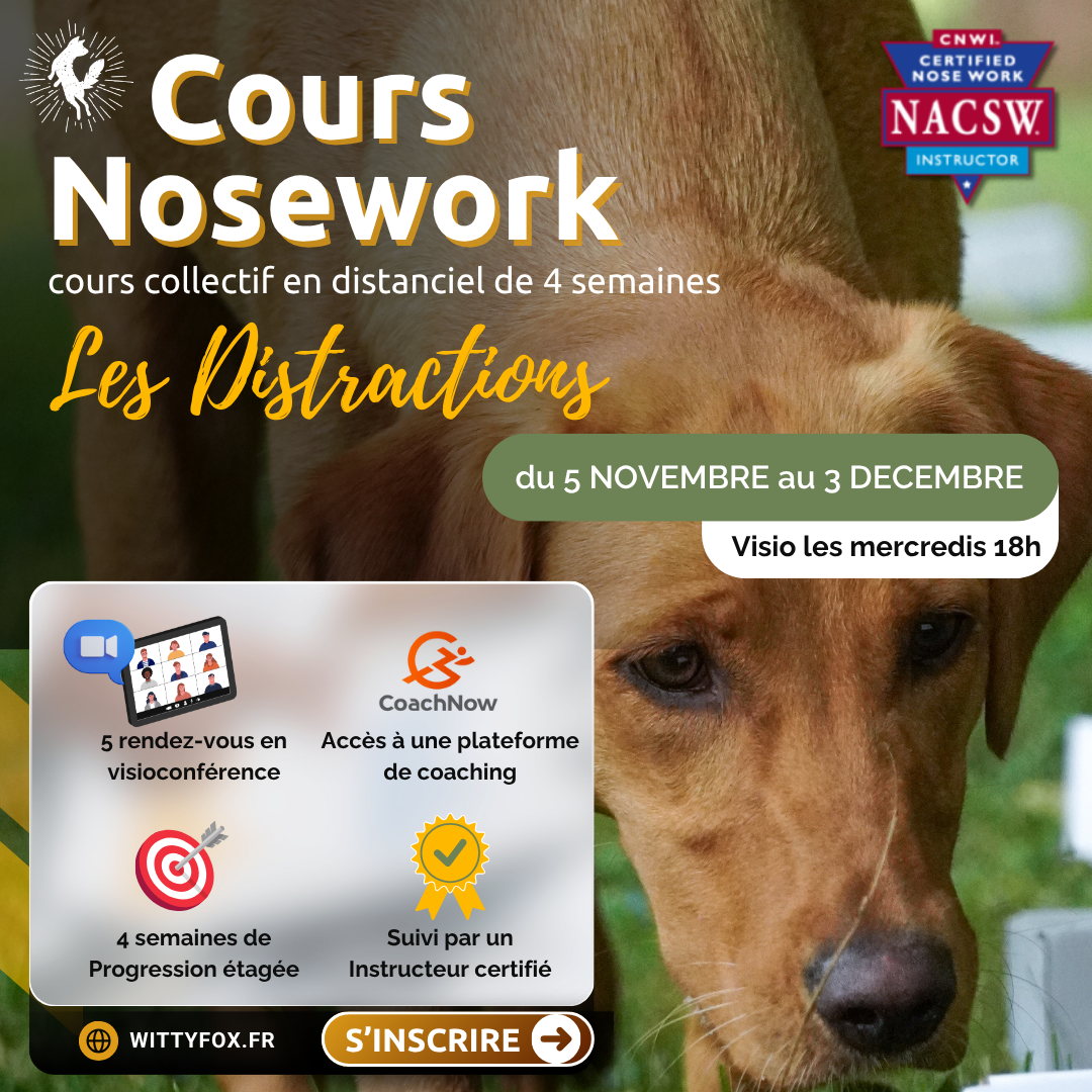 Cours collectif distanciel Progression Nosework : integrer les distractions