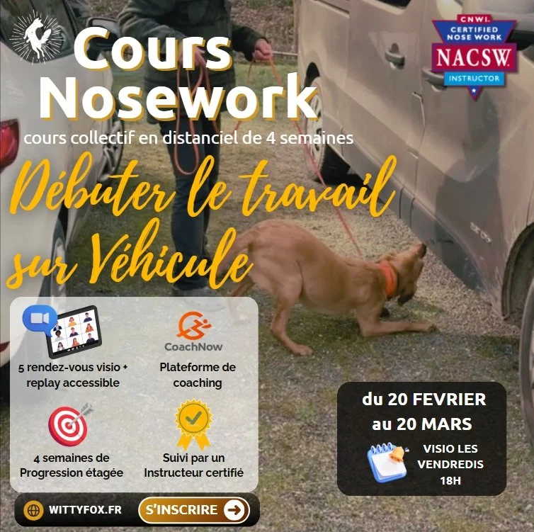 Cours en ligne en nosework