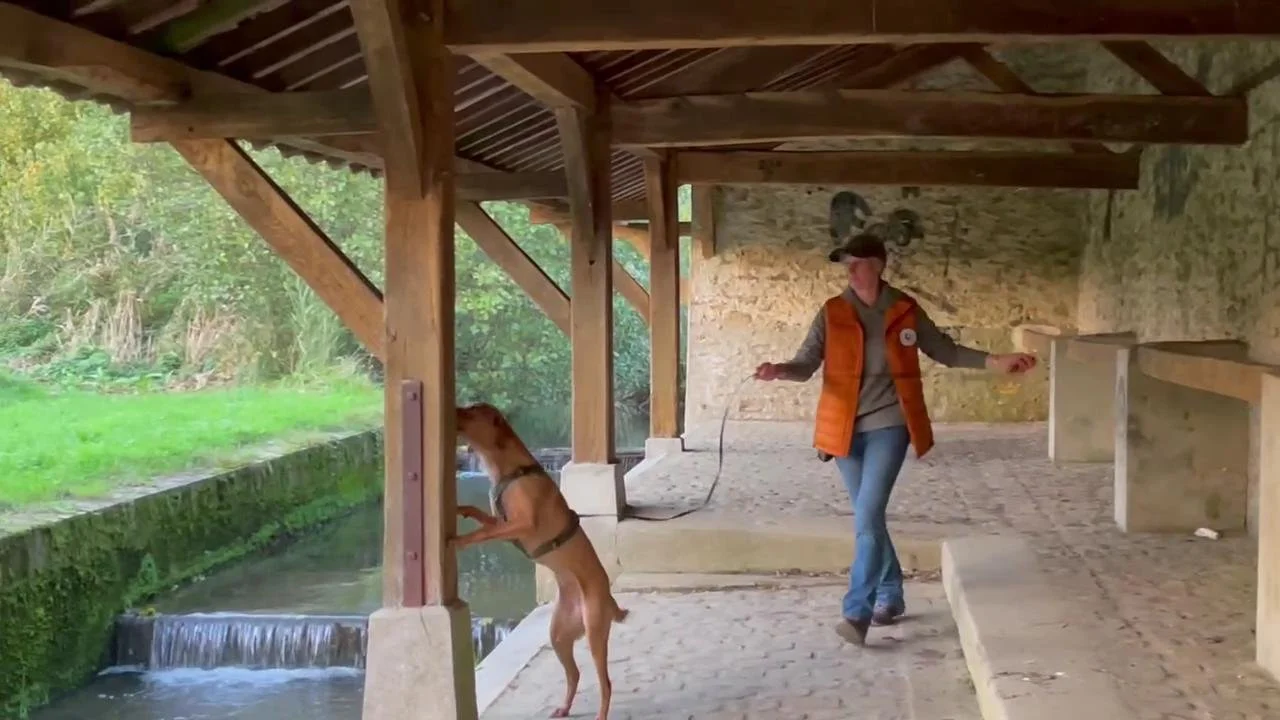 Entrainement nosework Une femme avec un chapeau, veston orange, et jeans, dans une structure en bois, avec un chien debout sur ses pattes arrière contre une paroi en verre, près d'une petite rivière.