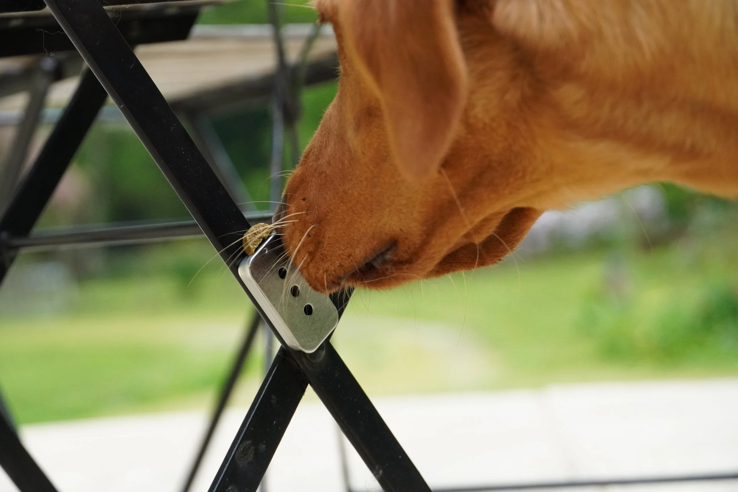 Apprendre une odeur-cible en nosework : le pouvoir du pairing