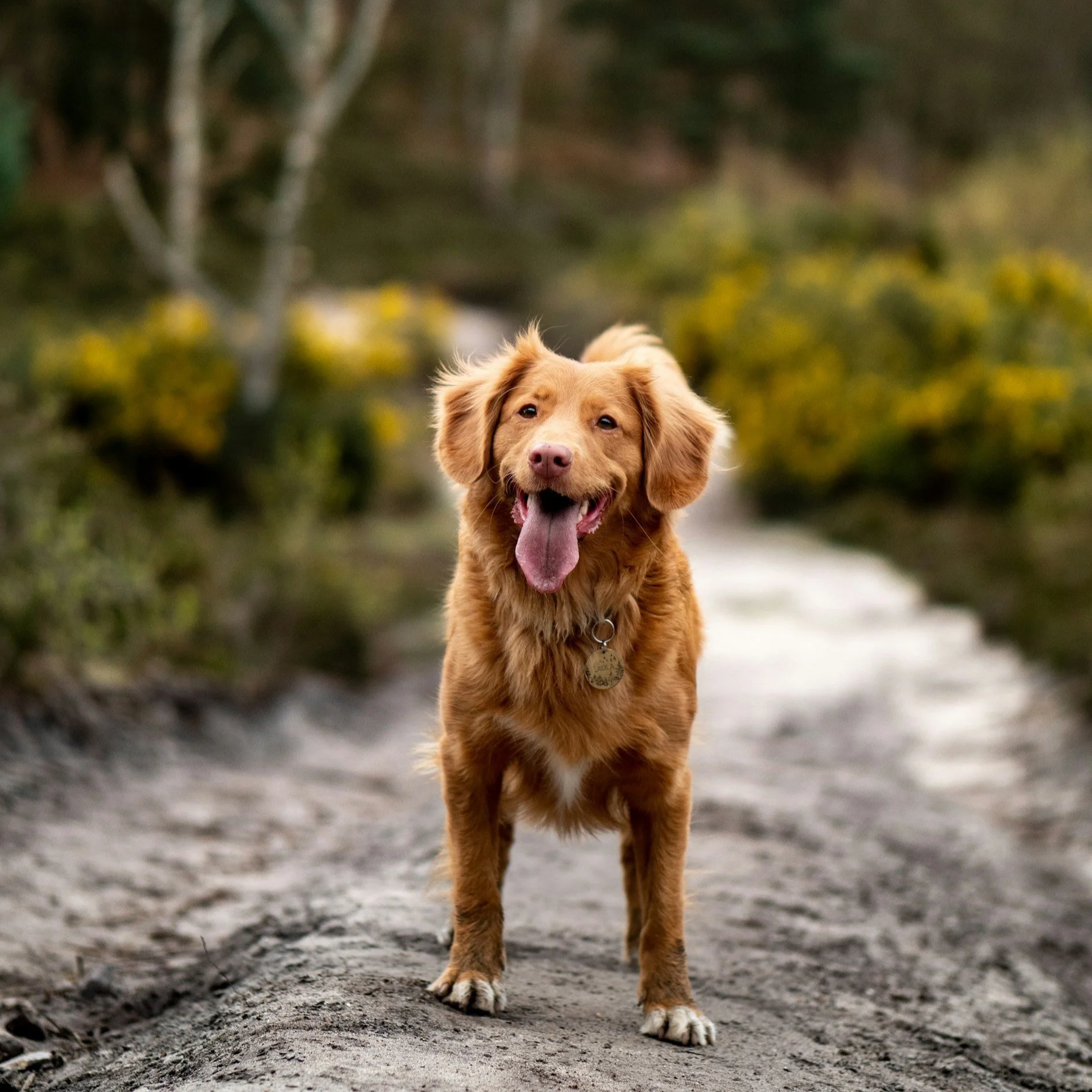 L’impact des activités de recherche sur la température corporelle du chien