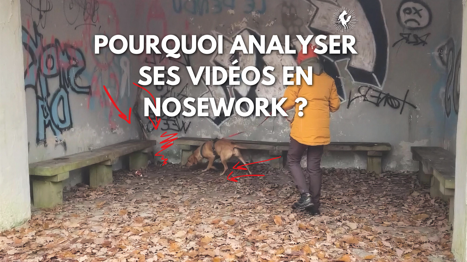 Pourquoi analyser ses vidéos en nosework ?