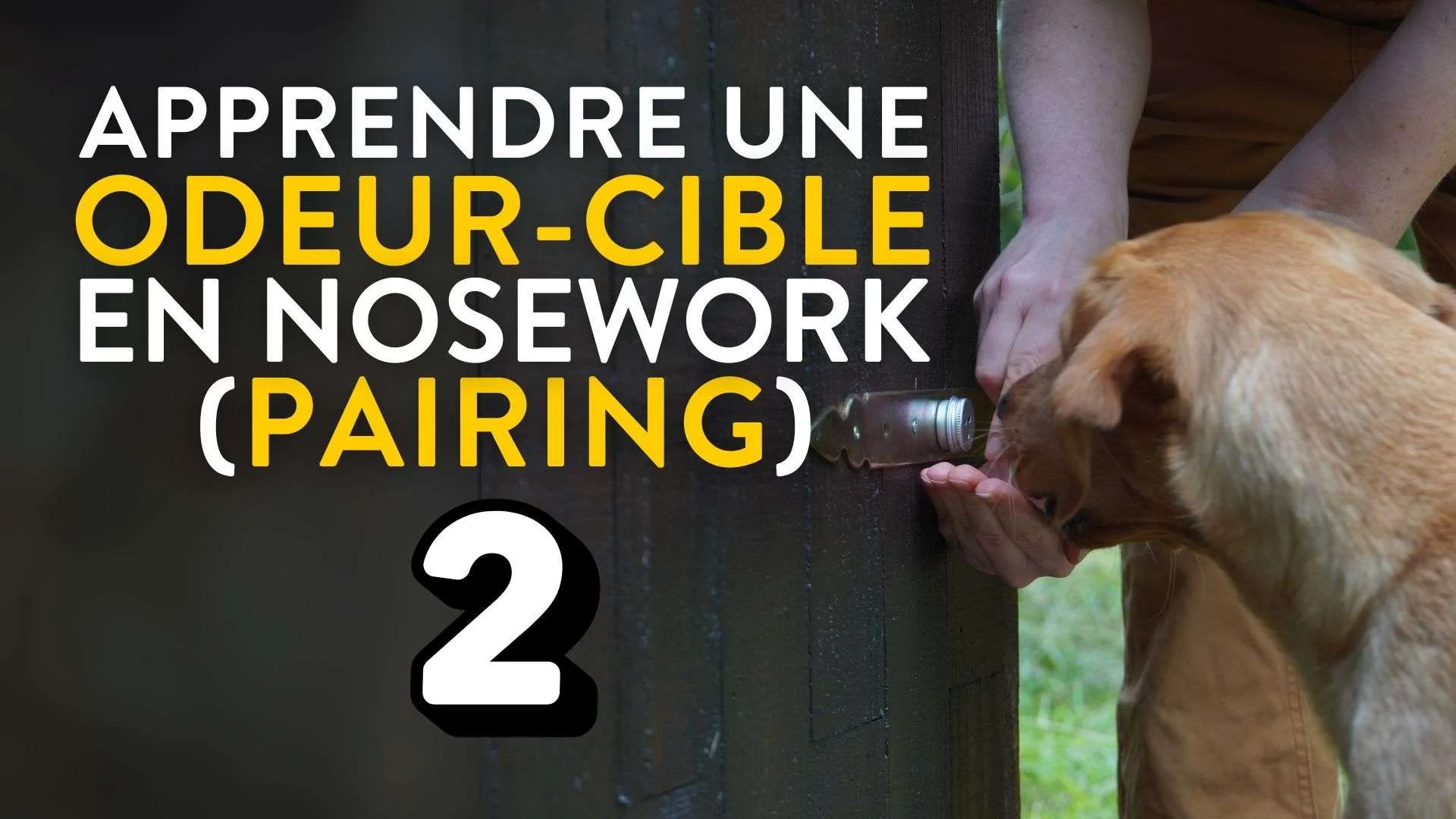 atelier nosework apprentissage d'une odeur partie2