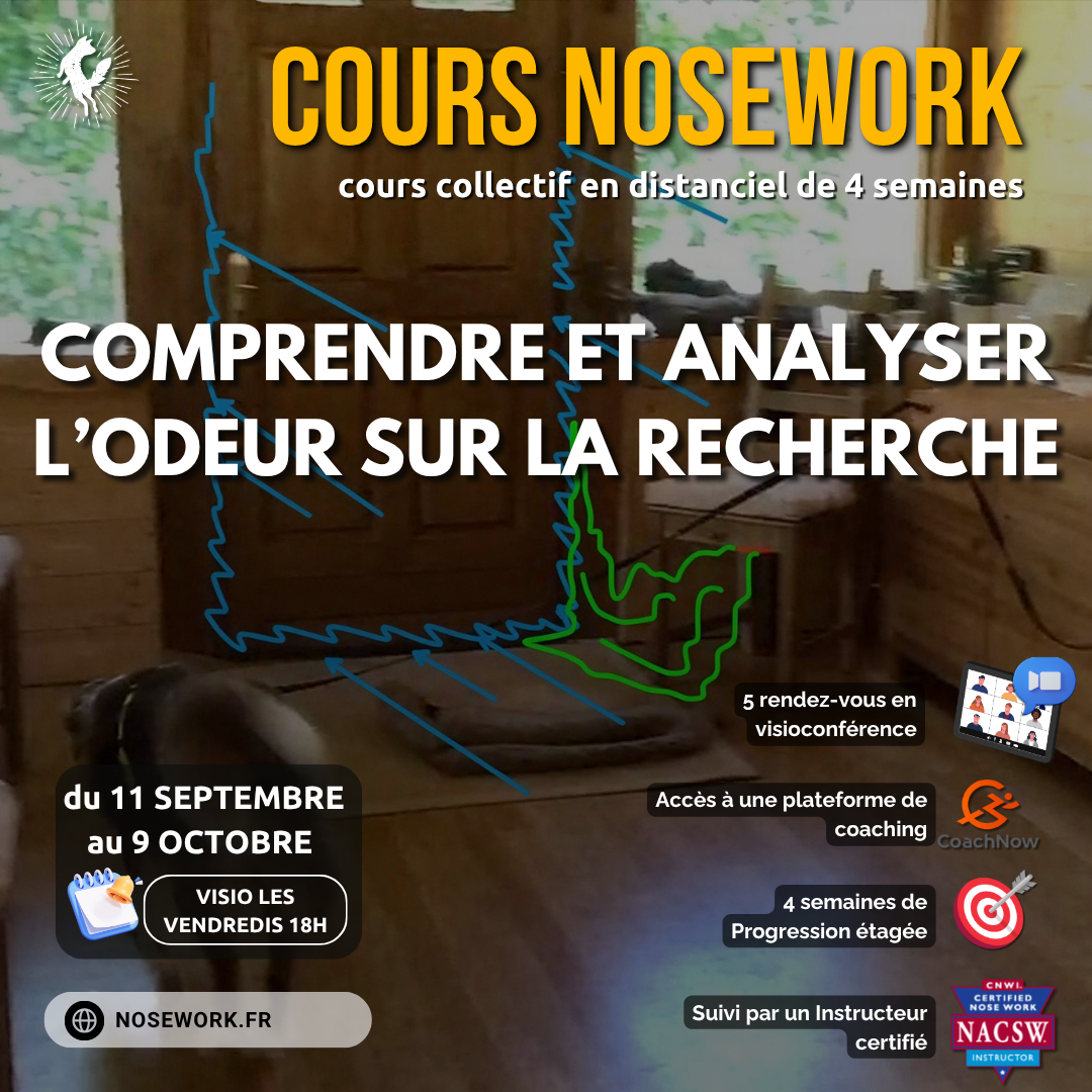 Cours collectif distanciel Progression Nosework : Comprendre et analyser l'odeur sur une recherche