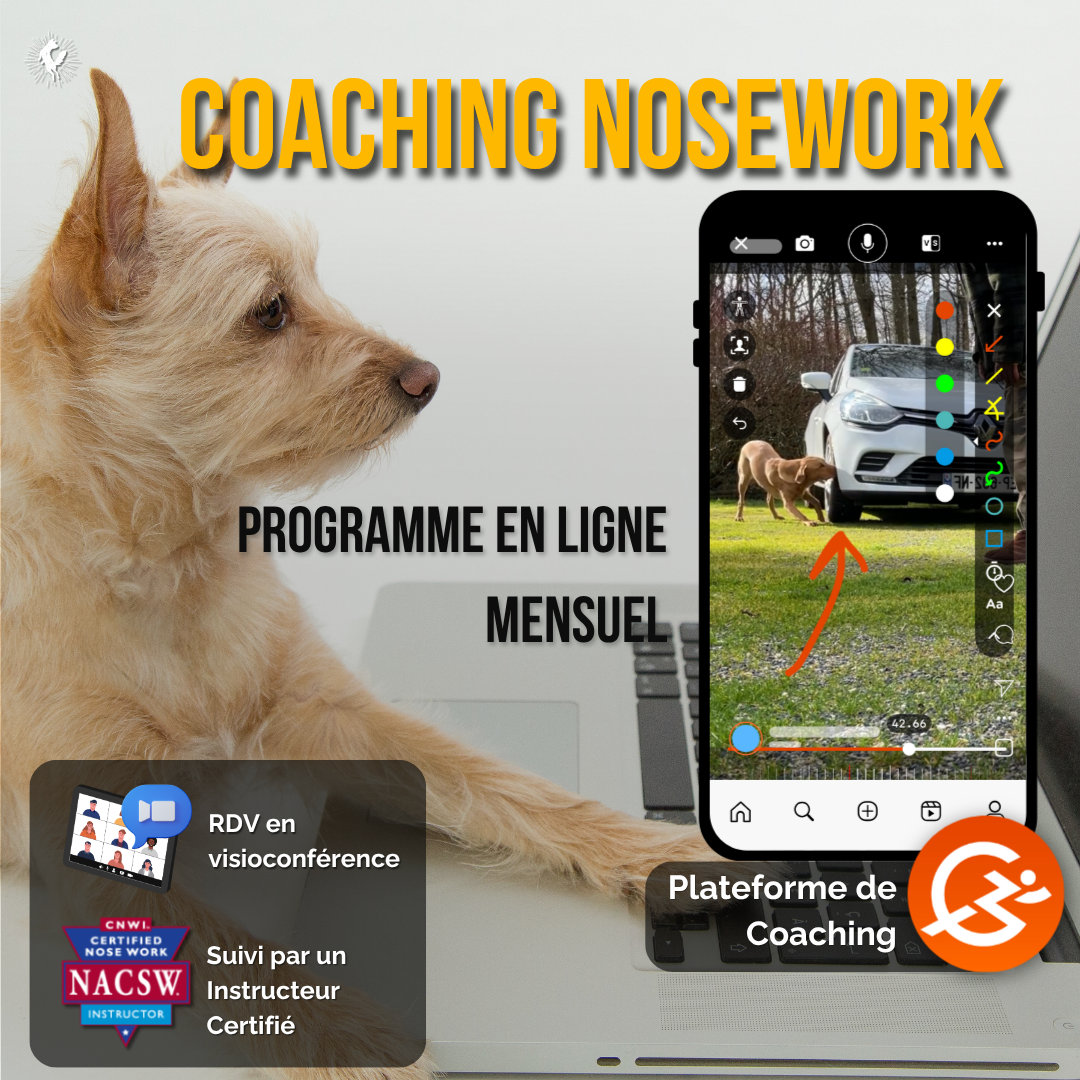 Coaching Nosework - 1 mois