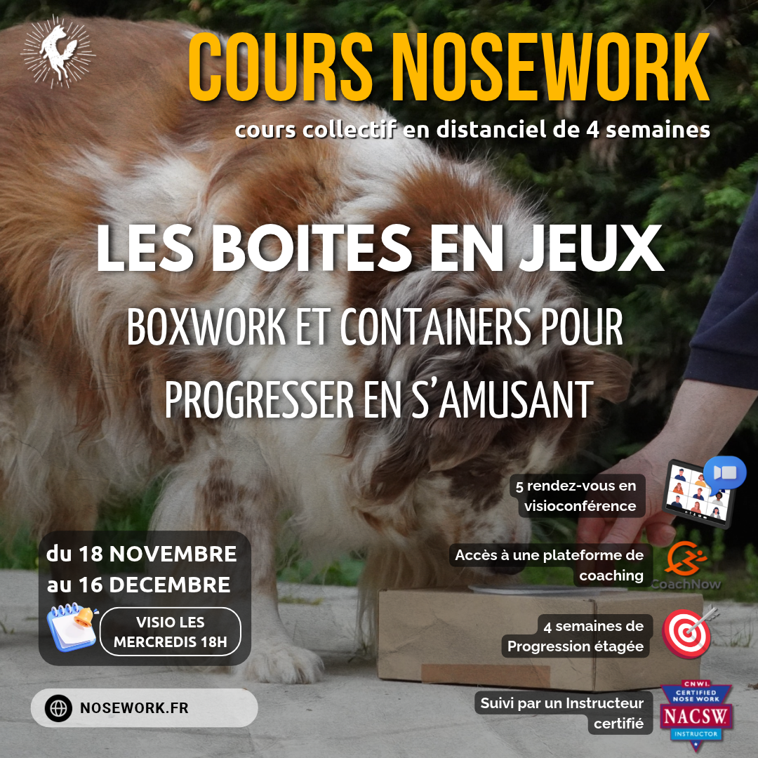 Cours collectif distanciel Progression Nosework : Boites en jeux