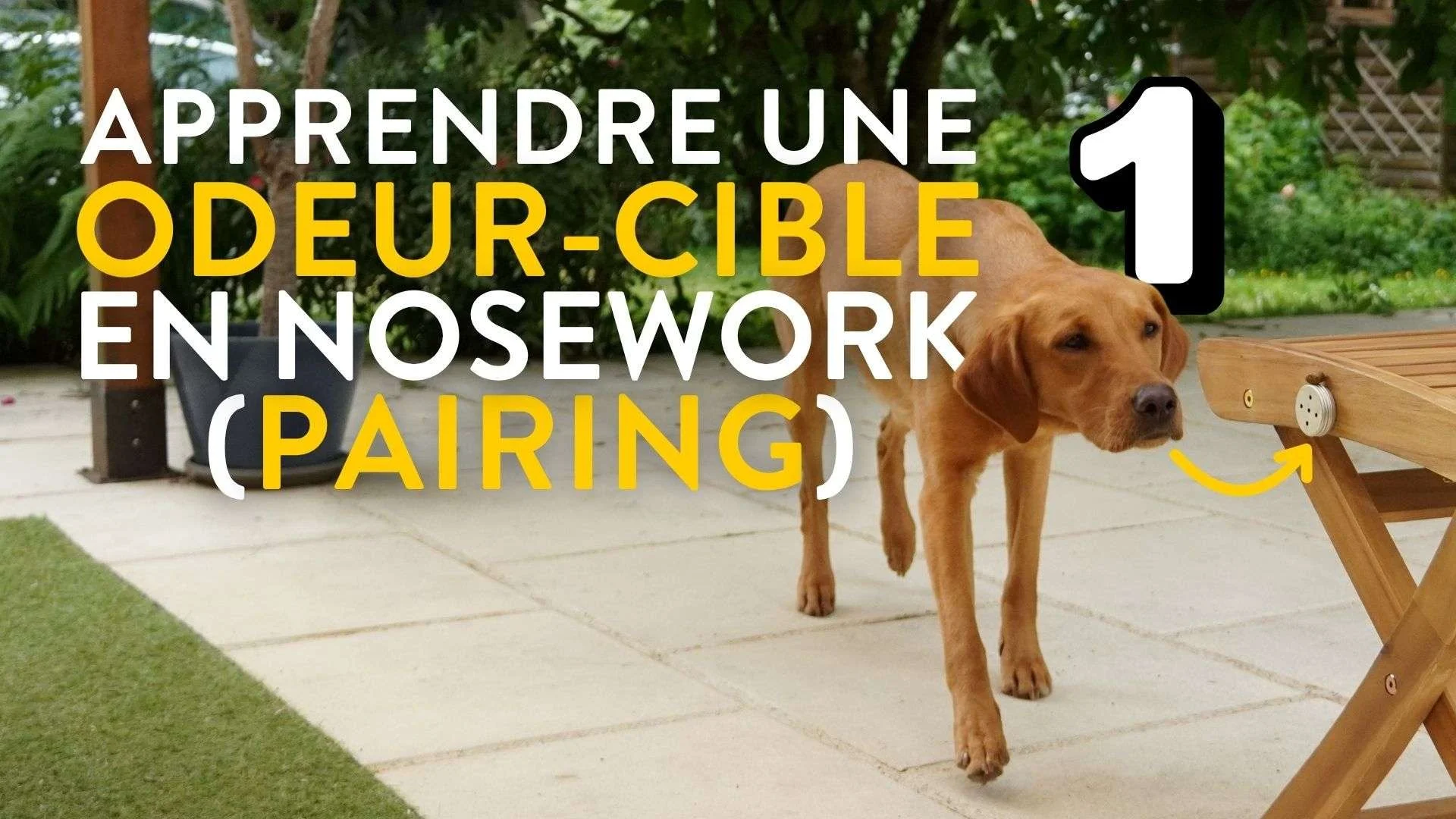 atelier nosework apprentissage d'une odeur-cible partie1