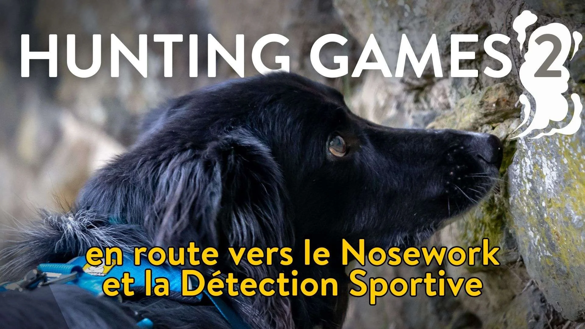 cours débuter le nosework introduction sur renforçateur primaire