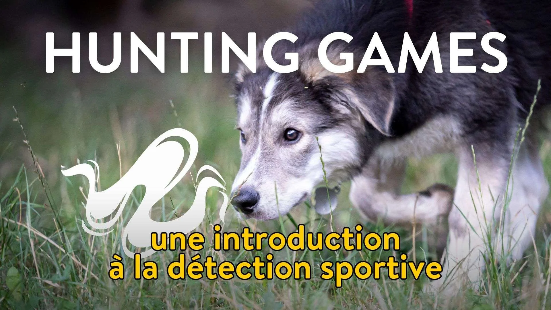 cours débuter le nosework introduction sur renforçateur primaire