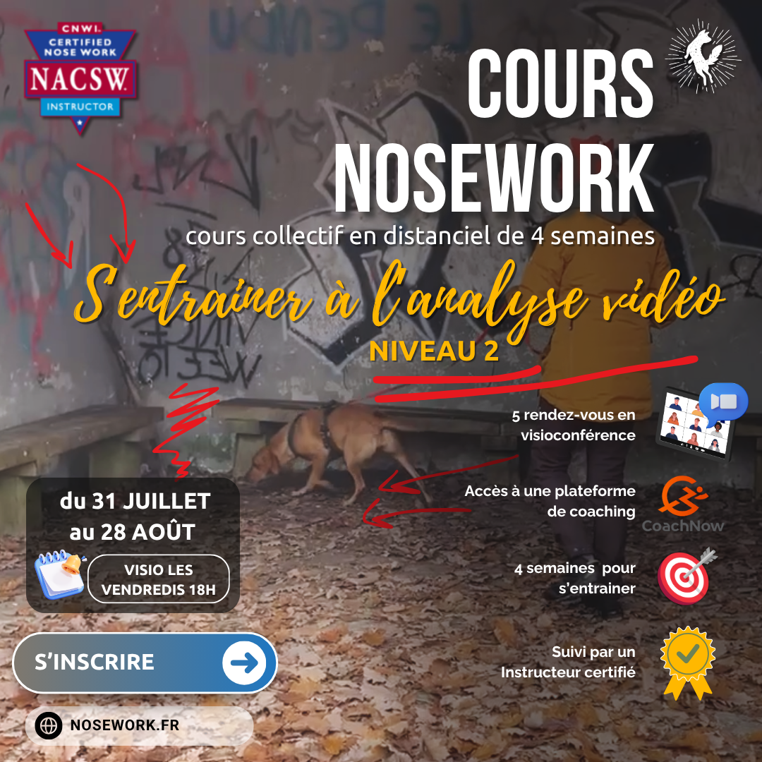 Cours collectif distanciel Progression Nosework : S'entrainer à l'analyse vidéo Niveau2