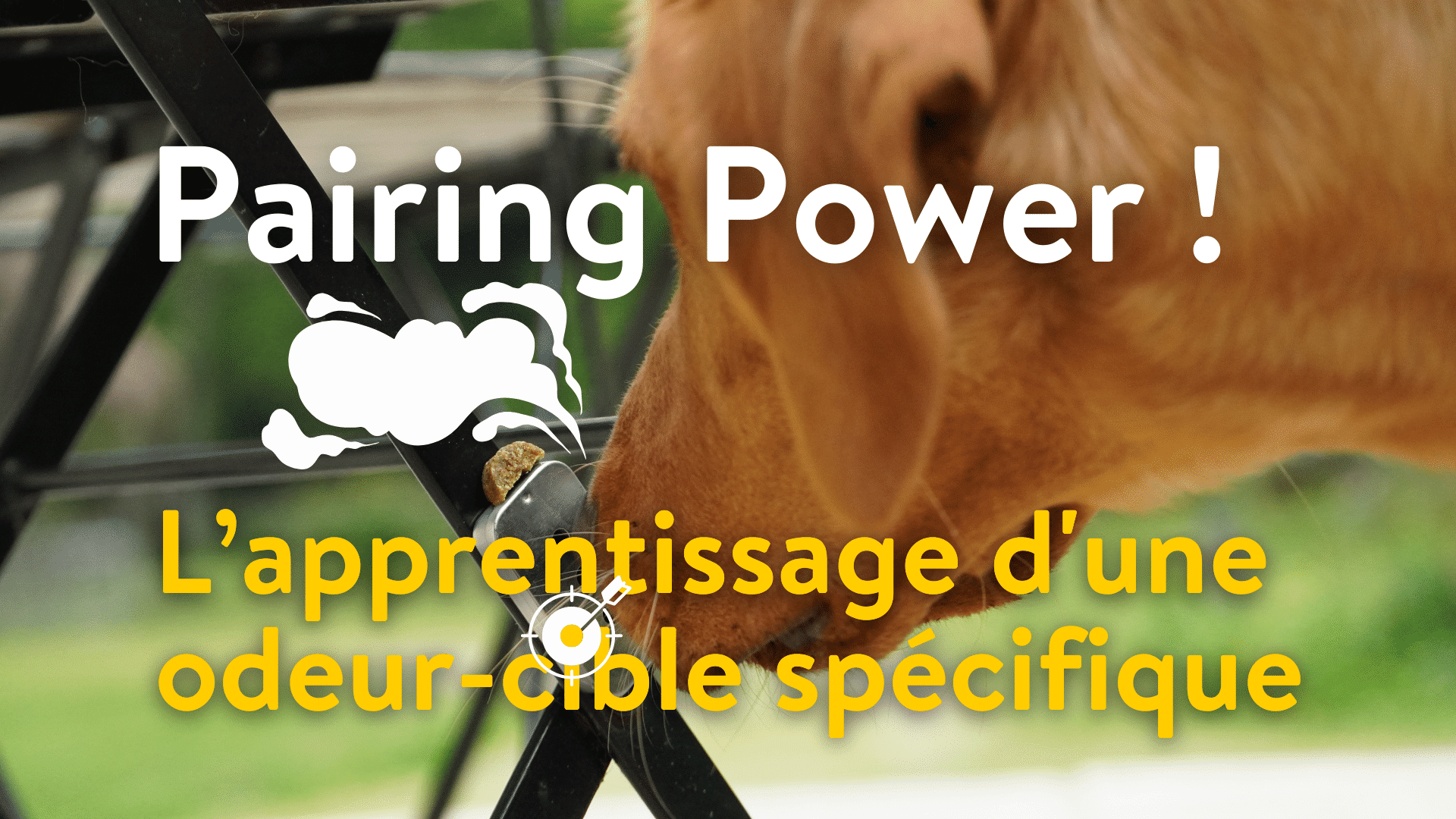 webinaire nosework pairing apprentissage d'une odeur
