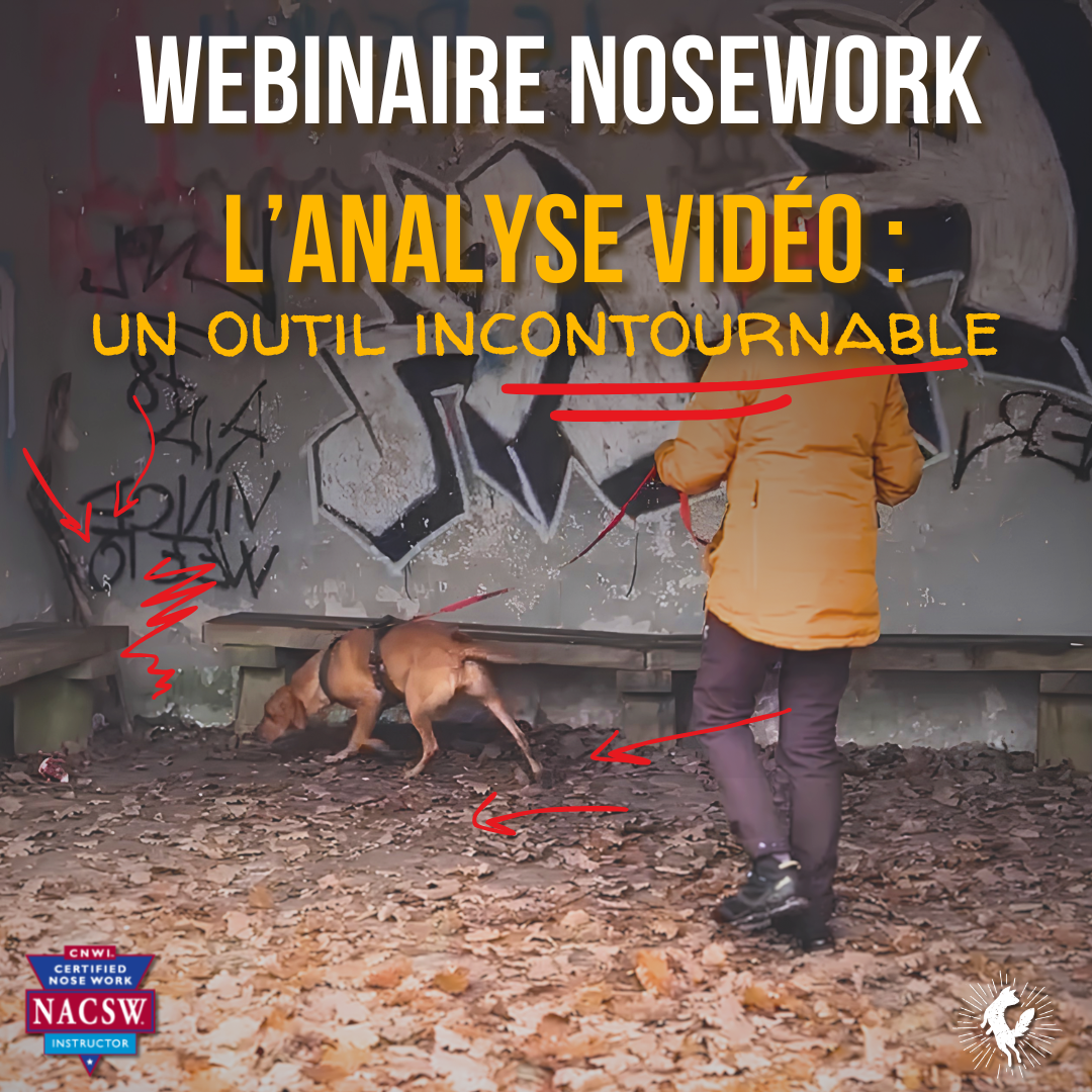 webinaire analyse vidéo en nosework
