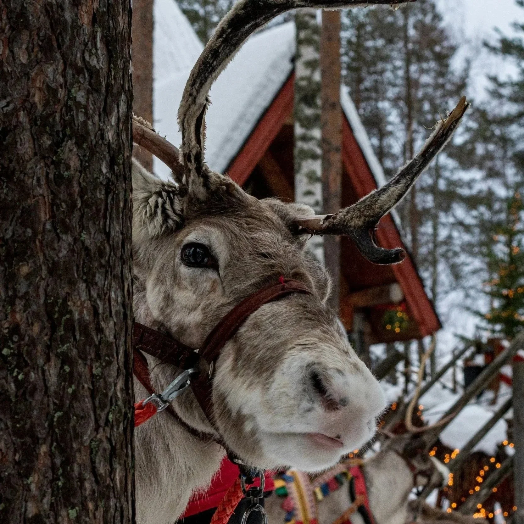 Guided reindeer farm visits and safaris in Oulu