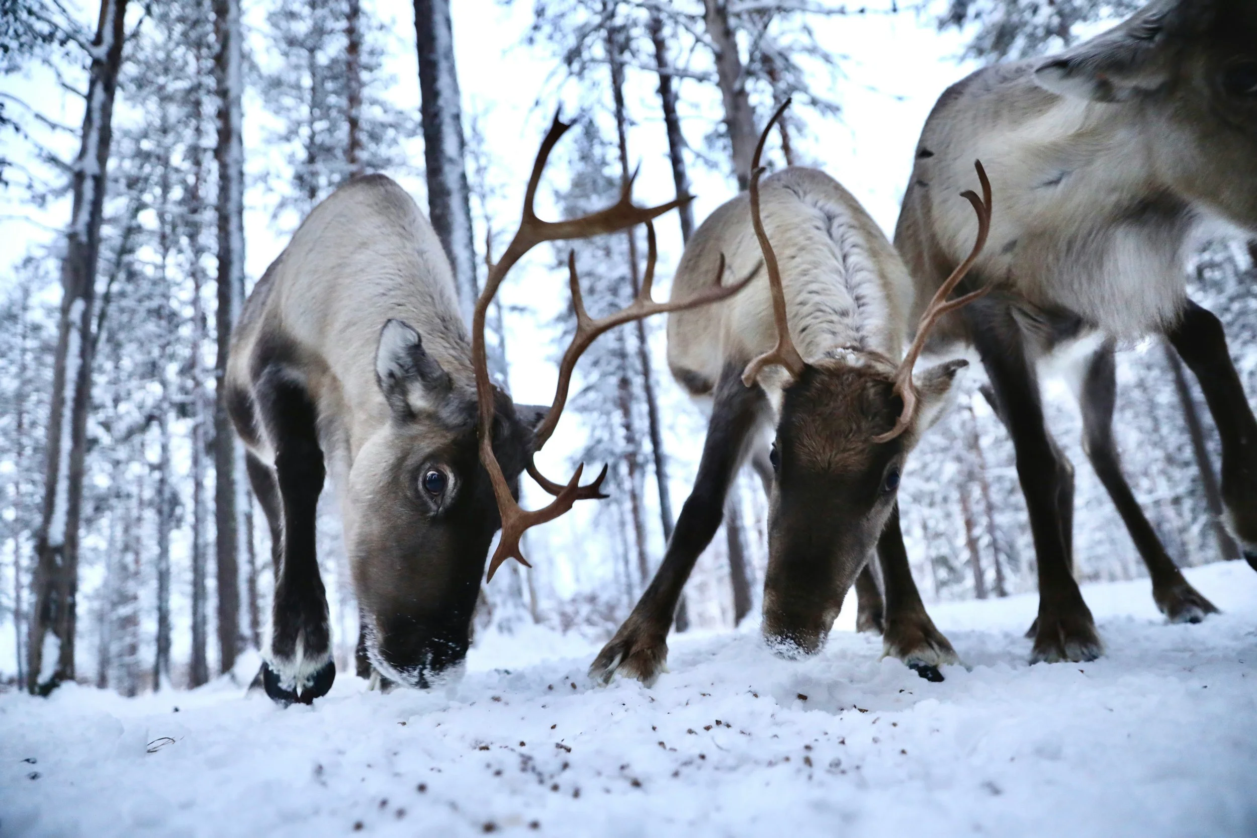 Oulu reindeer farm visits throughout the year