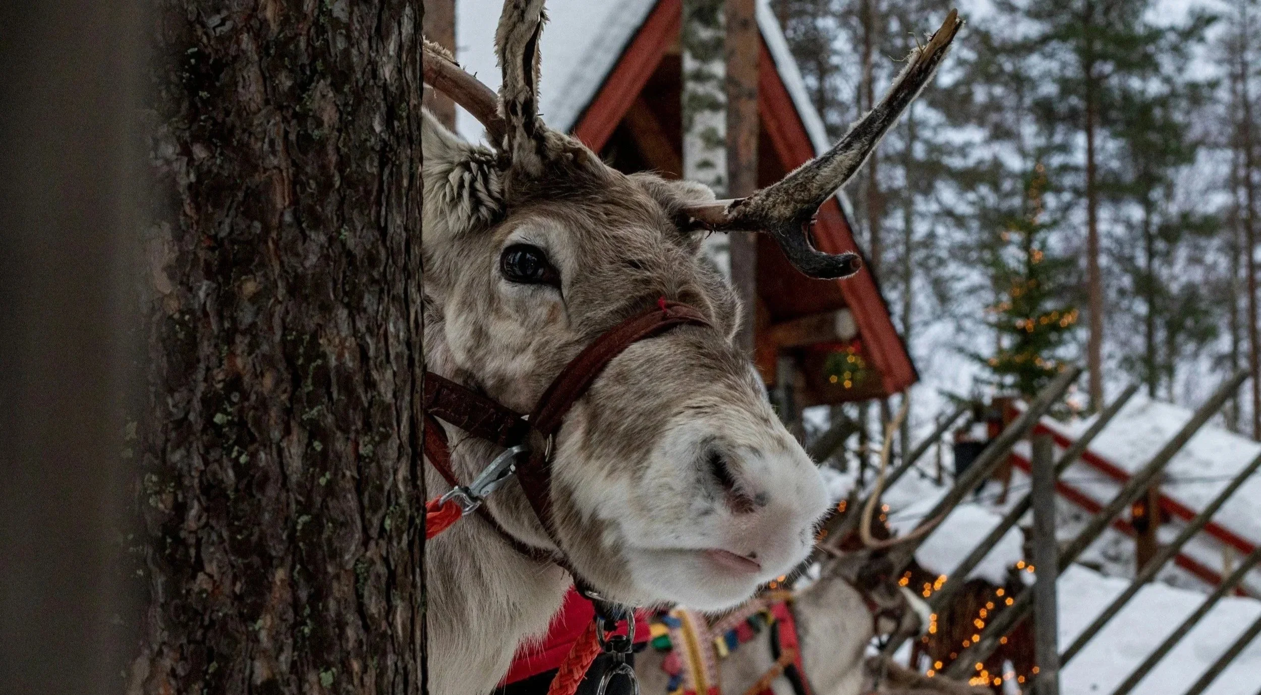 Close-up of a reindeer during a guided reindeer safari