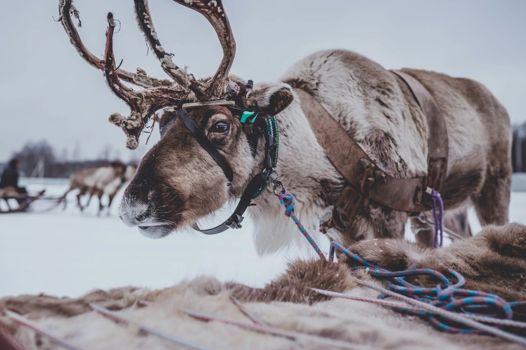 Close-up of a reindeer with large antlers lying on snow, wearing a harness, with other reindeer visible in the background.