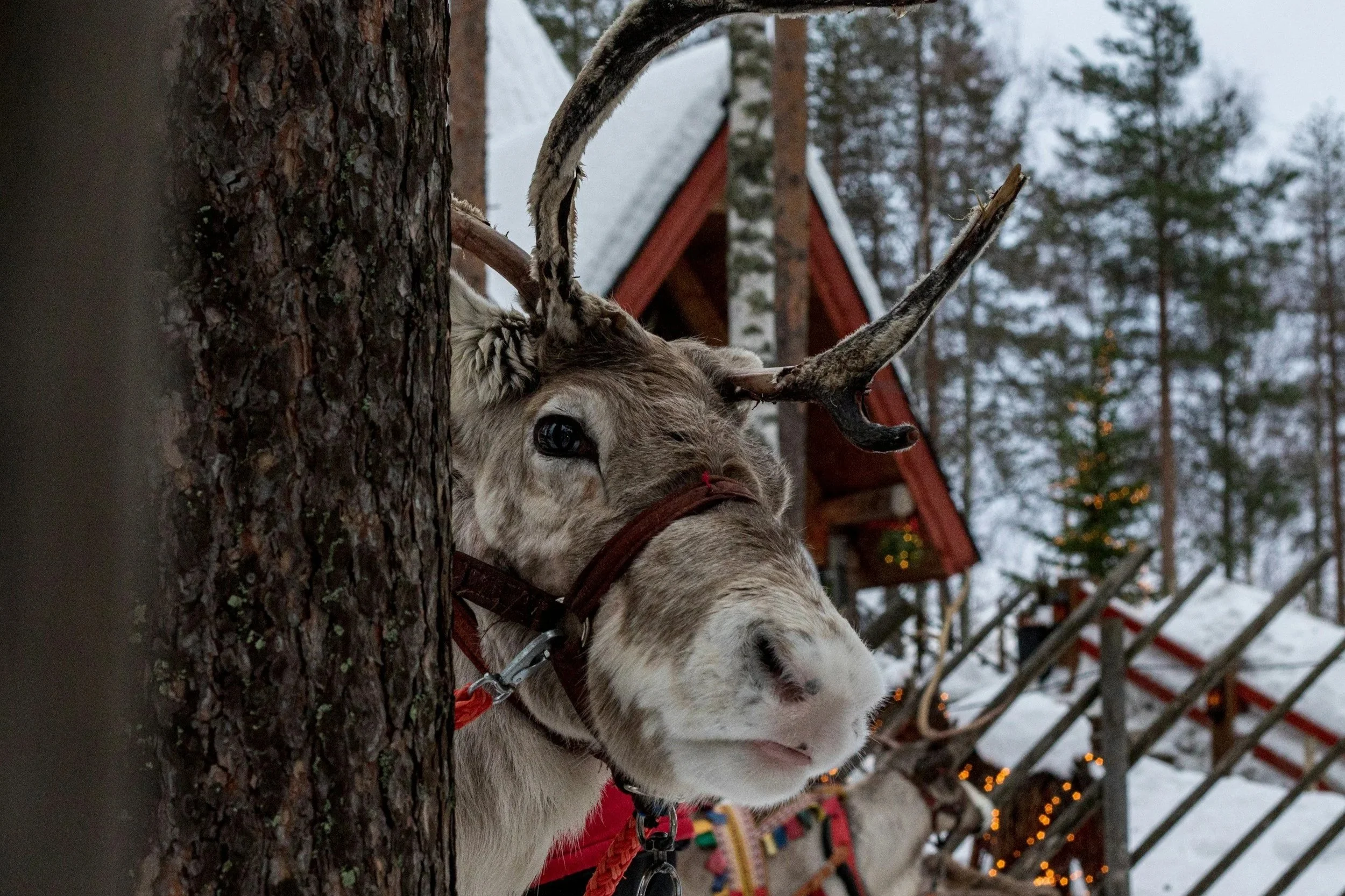 Close-up of a reindeer during a guided reindeer safari in Oulu