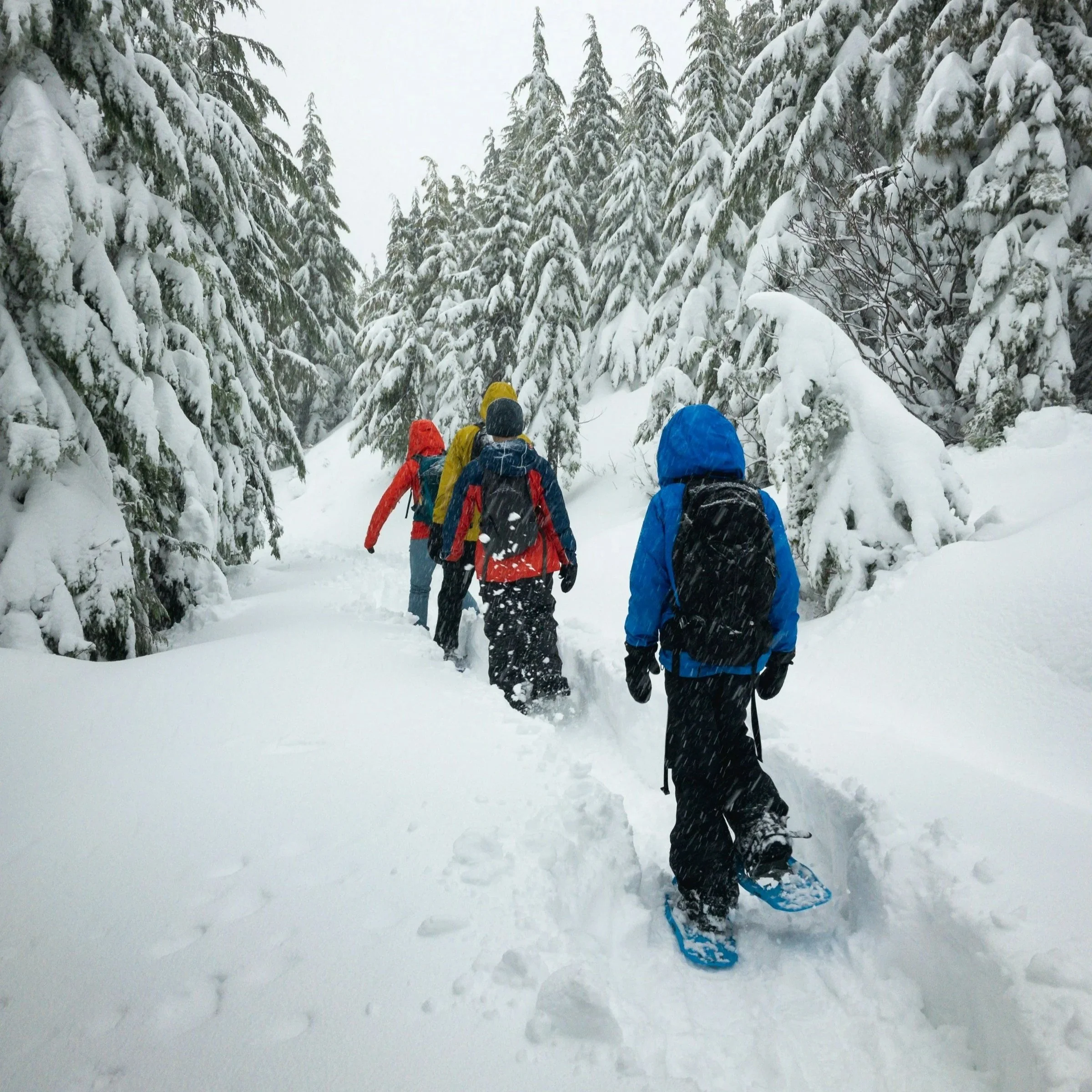 Guided snowshoeing tour through a snowy forest near Oulu