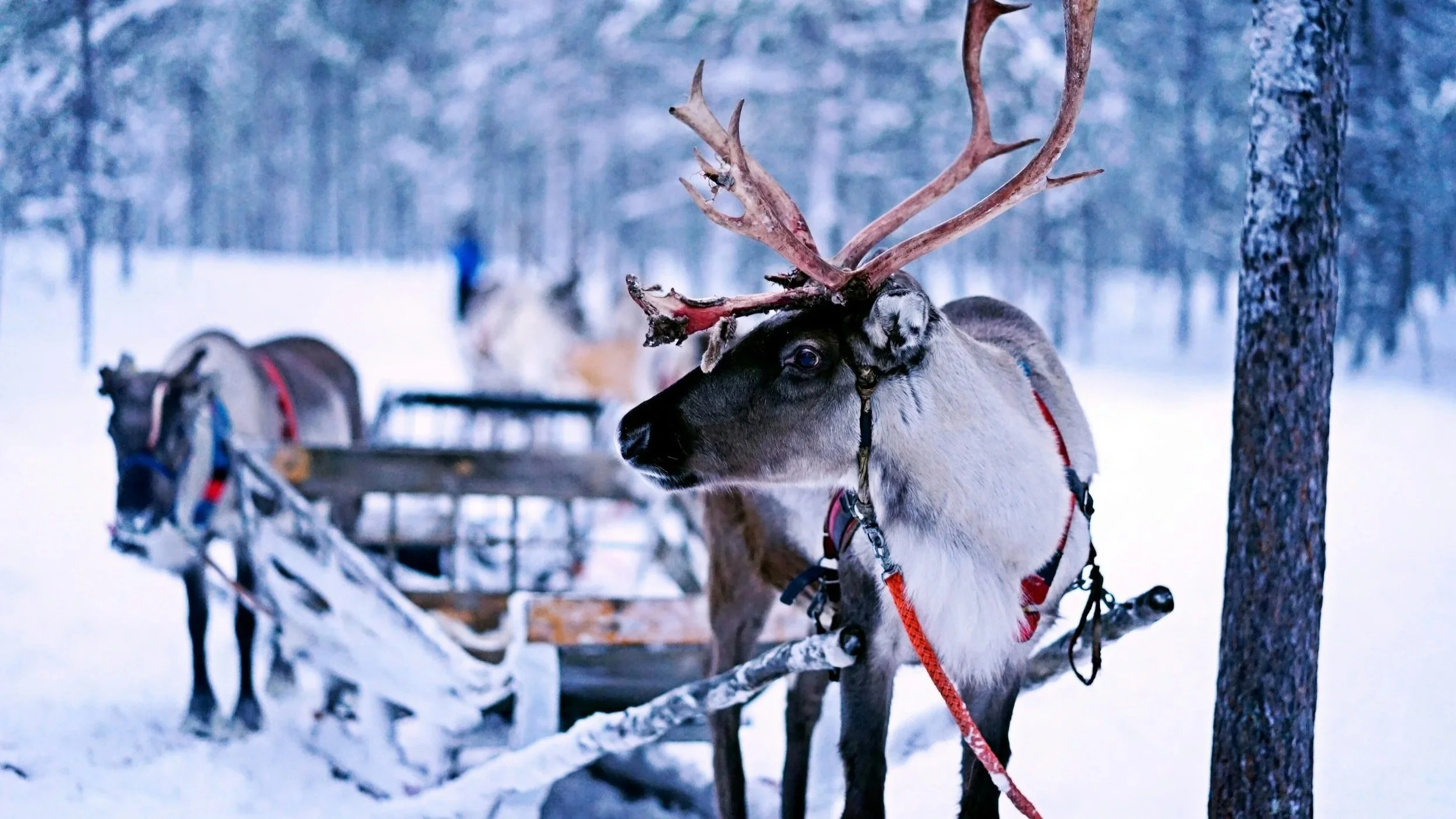Private reindeer safari and sled ride experience from Oulu