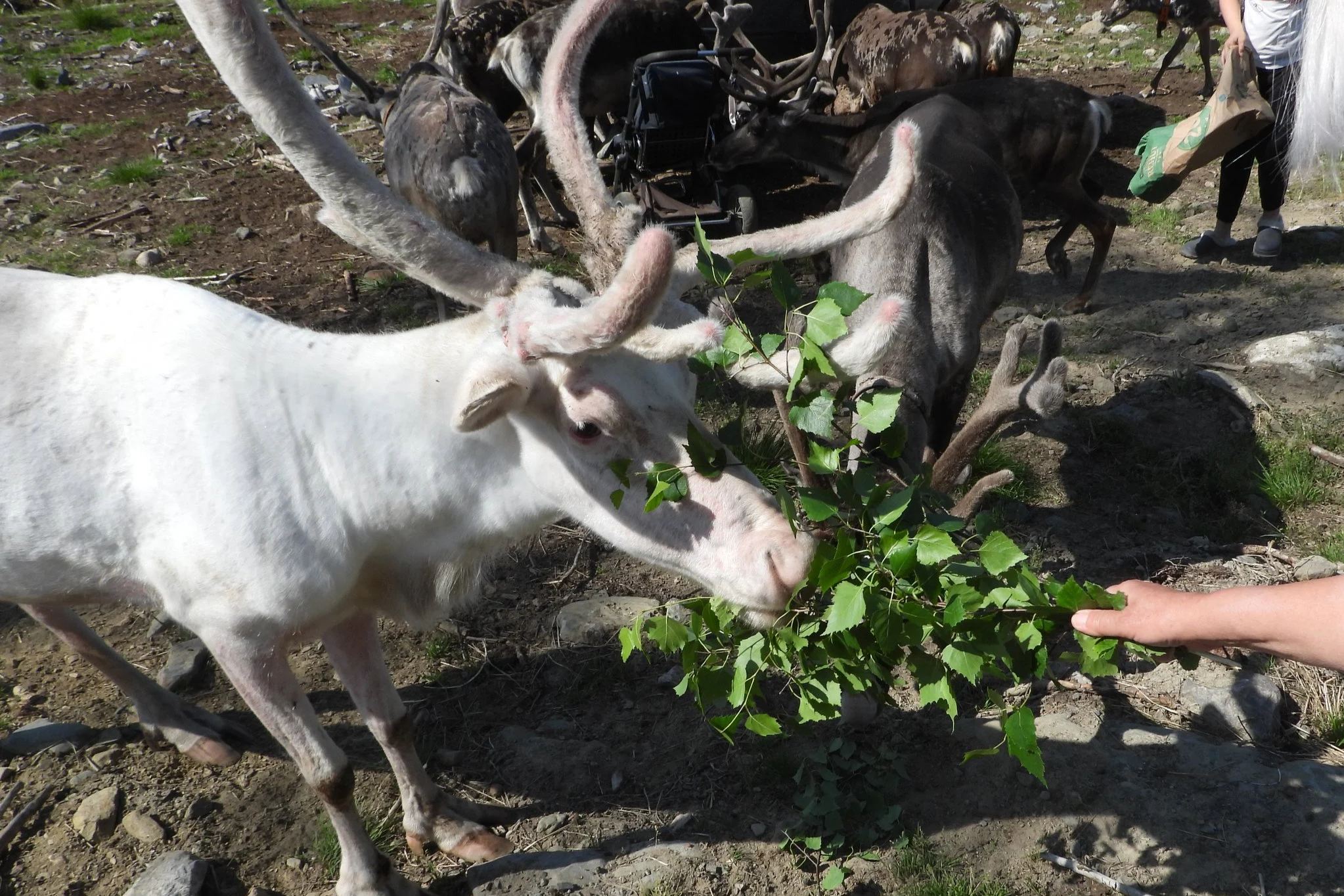meet-and-feed-reindeer-near-oulu.png