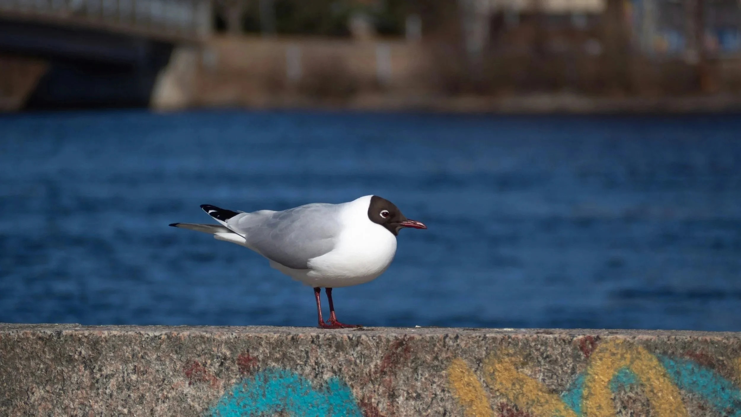 A seagull in Oulu at summer.