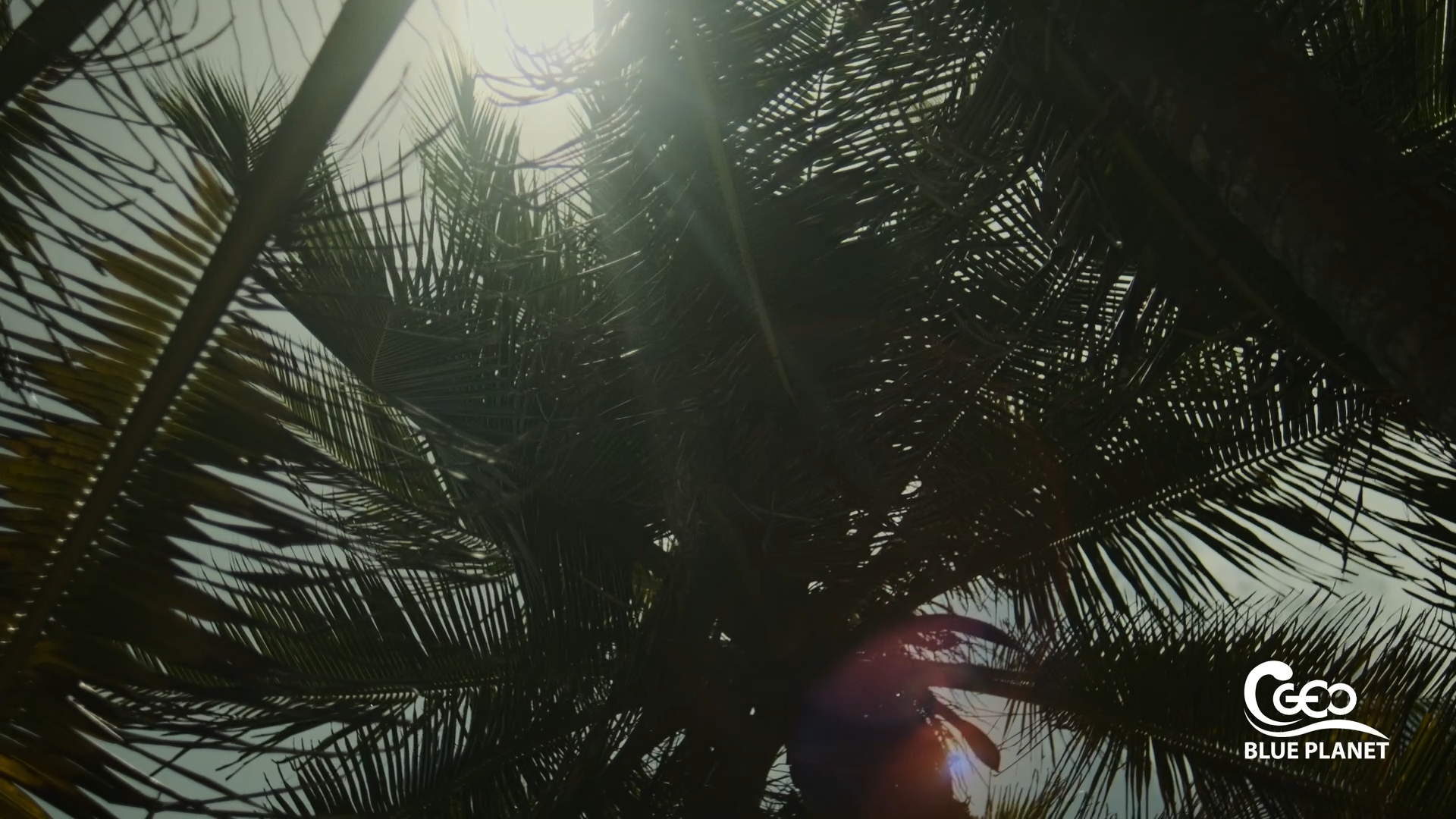 documentary production team in Barcelona and West Africa