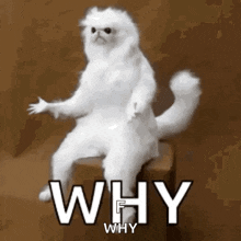 why-just-why.gif