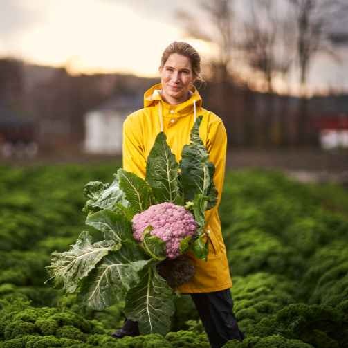 Kvinne i gul jakke holder en stor blomkål med store grønne blader i en grønnsakshage.