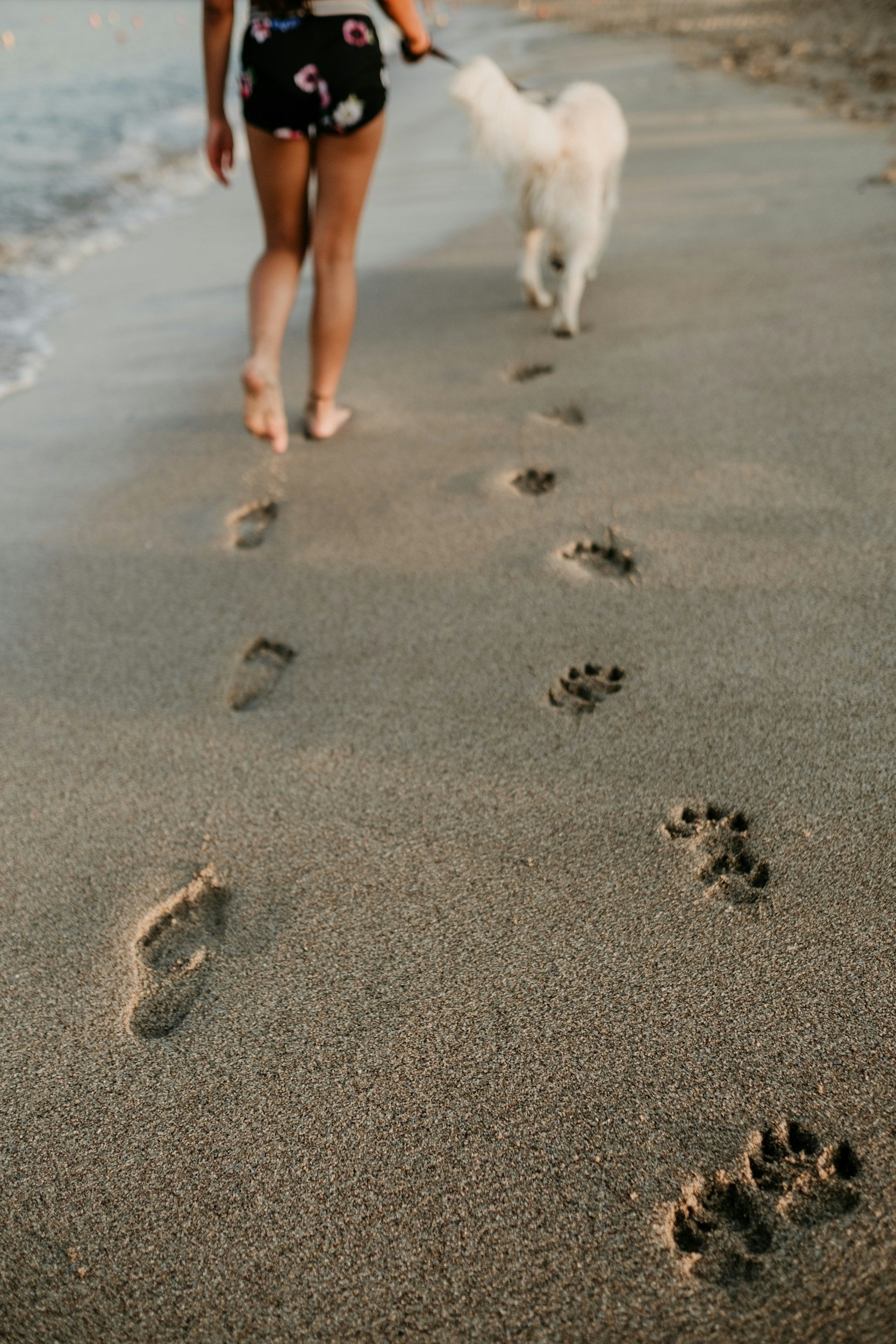 Person walking on the beach with a white dog, leaving a trail of paw prints in the sand.