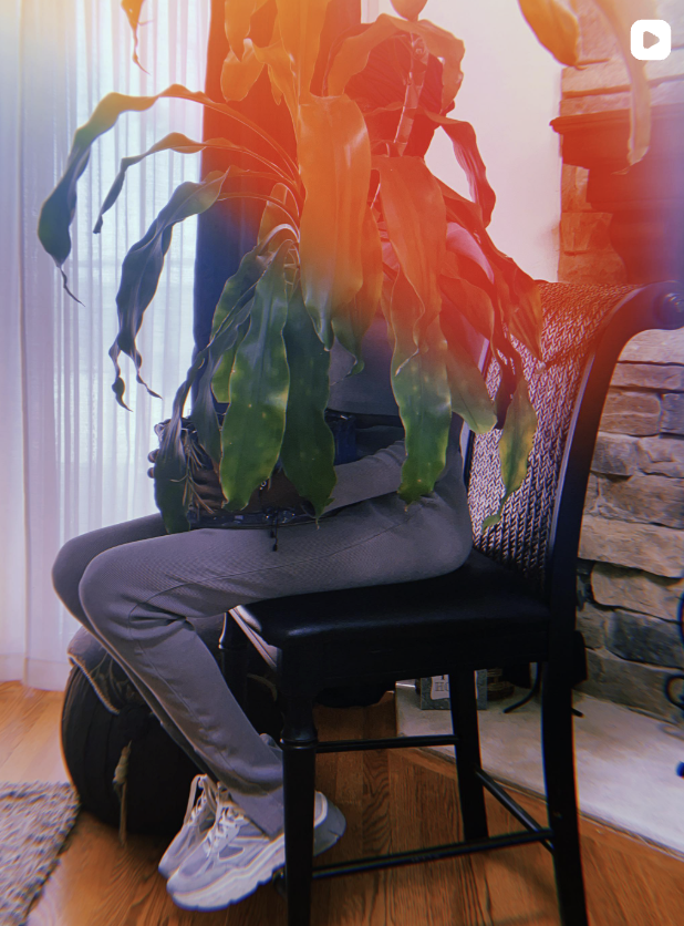 Person sitting on a black chair with a large leafy plant in front of their face, in a cozy room with wooden flooring, a stone wall, and sunlight streaming through a window.