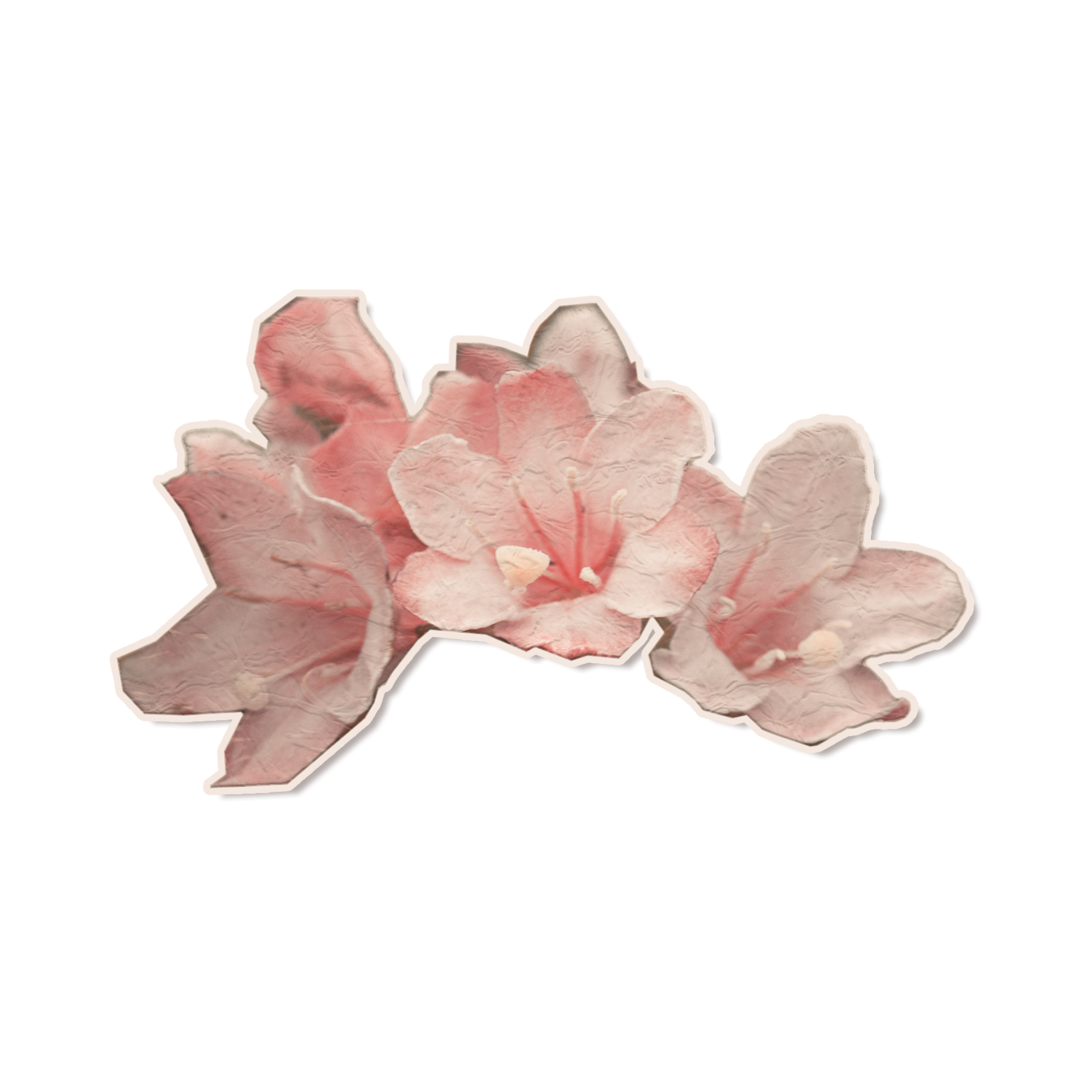 Close-up of pink and white flower petals with a dark background.